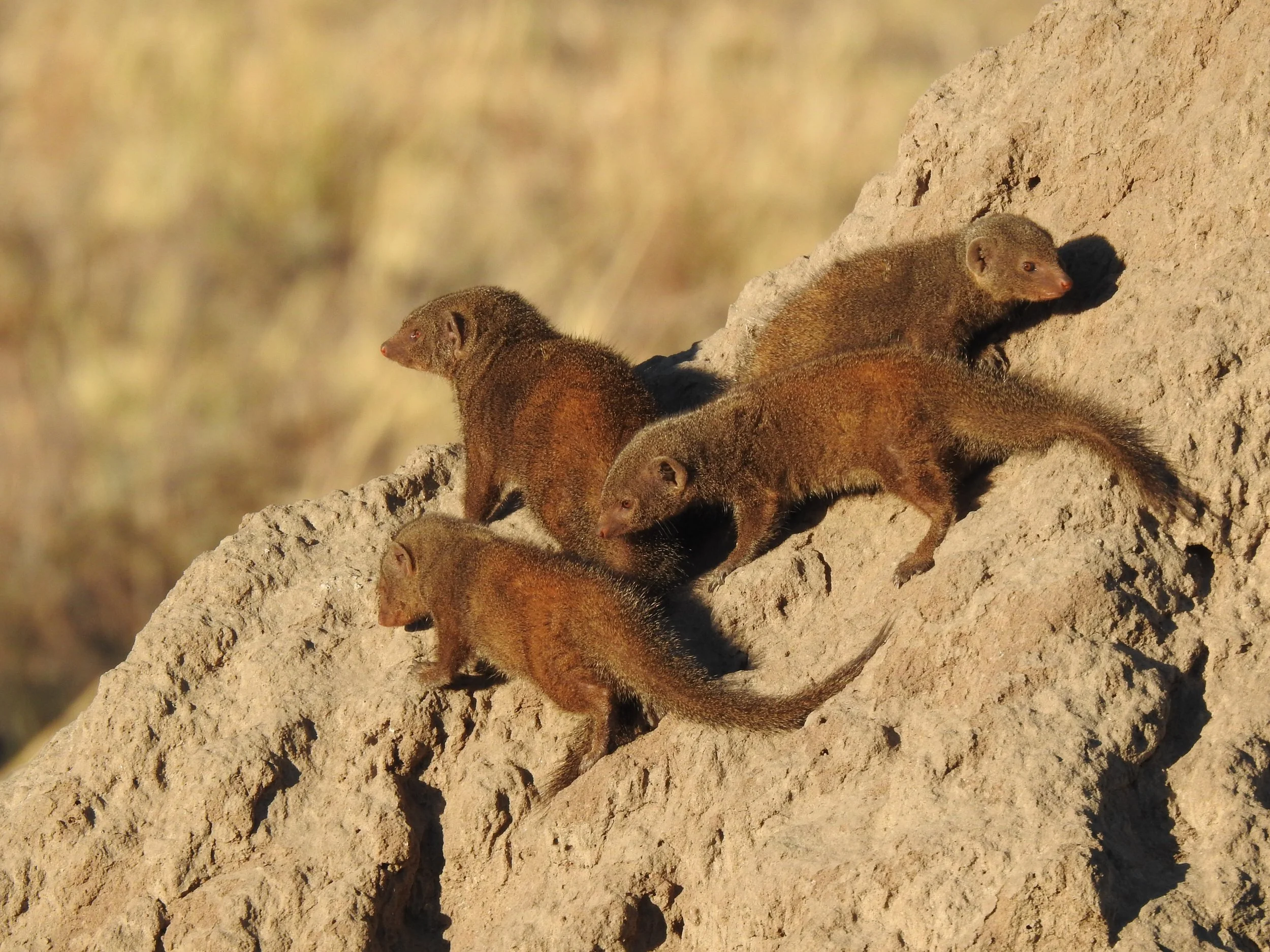 Three dwarf mongooses climb and look around on top of a termite mound in the Okavango Delta.