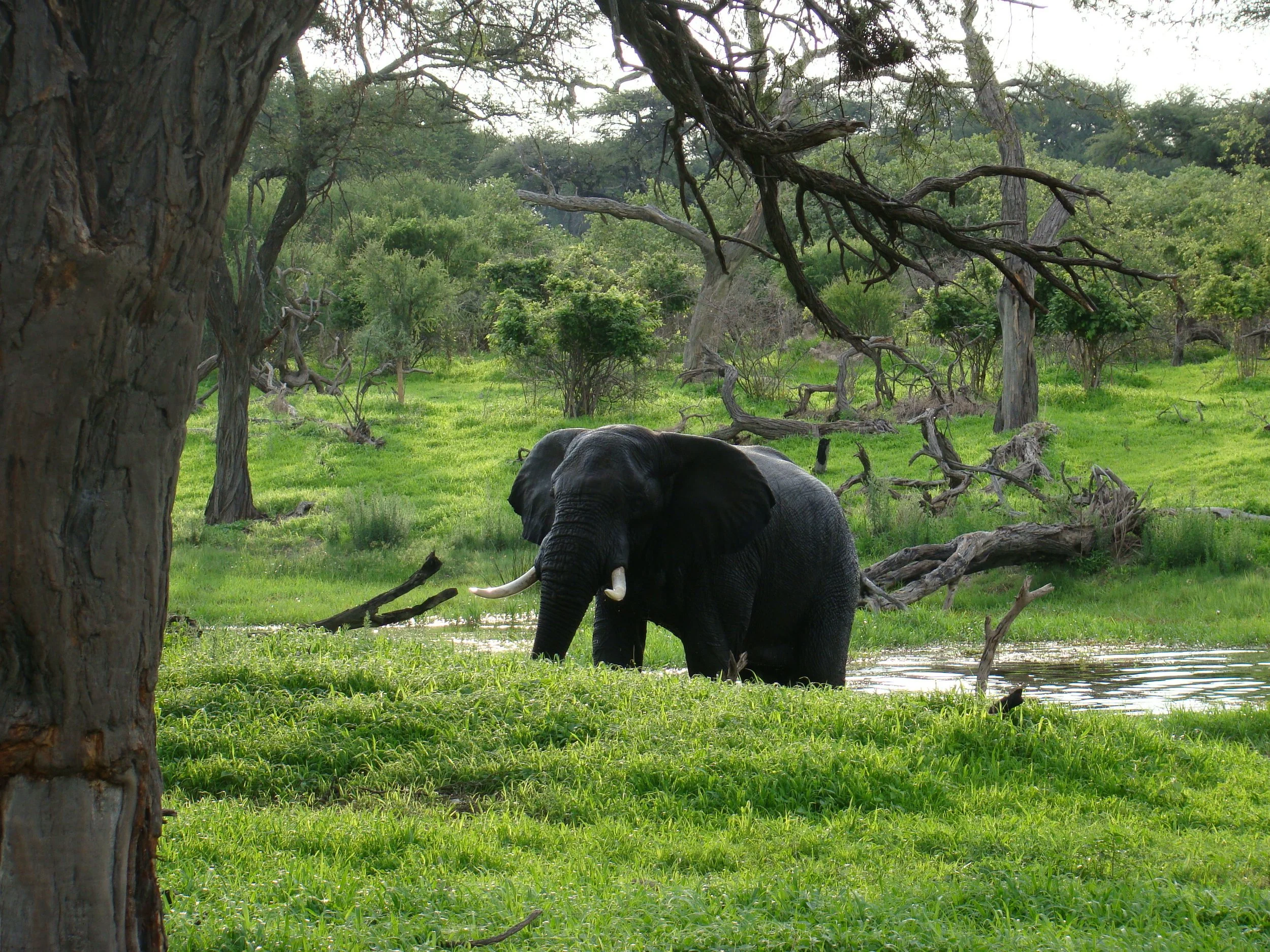 An elephant grazes in a lush green swamp surrounded by thick trees in the Khwai area of the Okavango Delta.