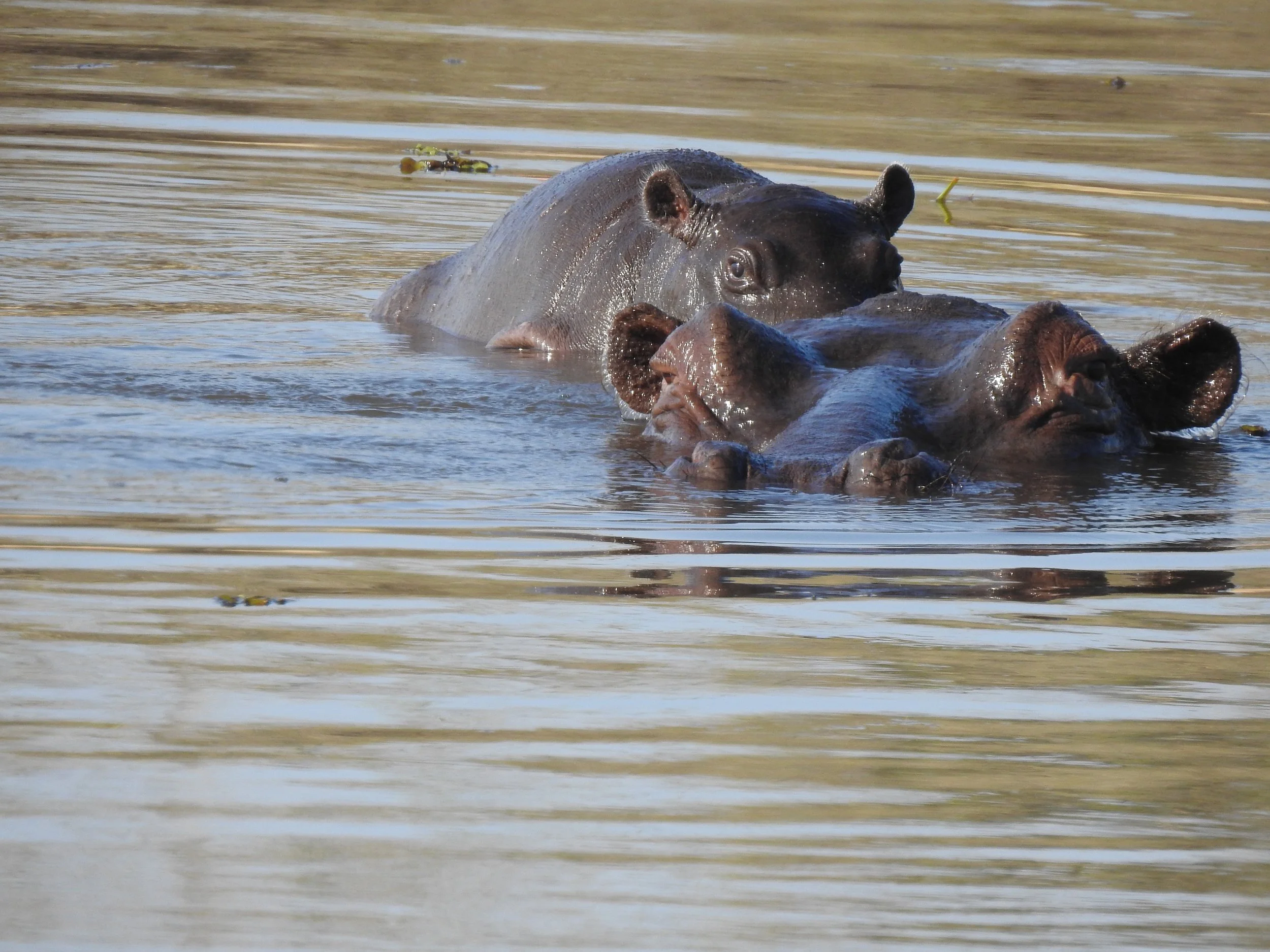 Mother and baby hippopotamuses submerge and peek out from a calm river in the Okavango Delta.