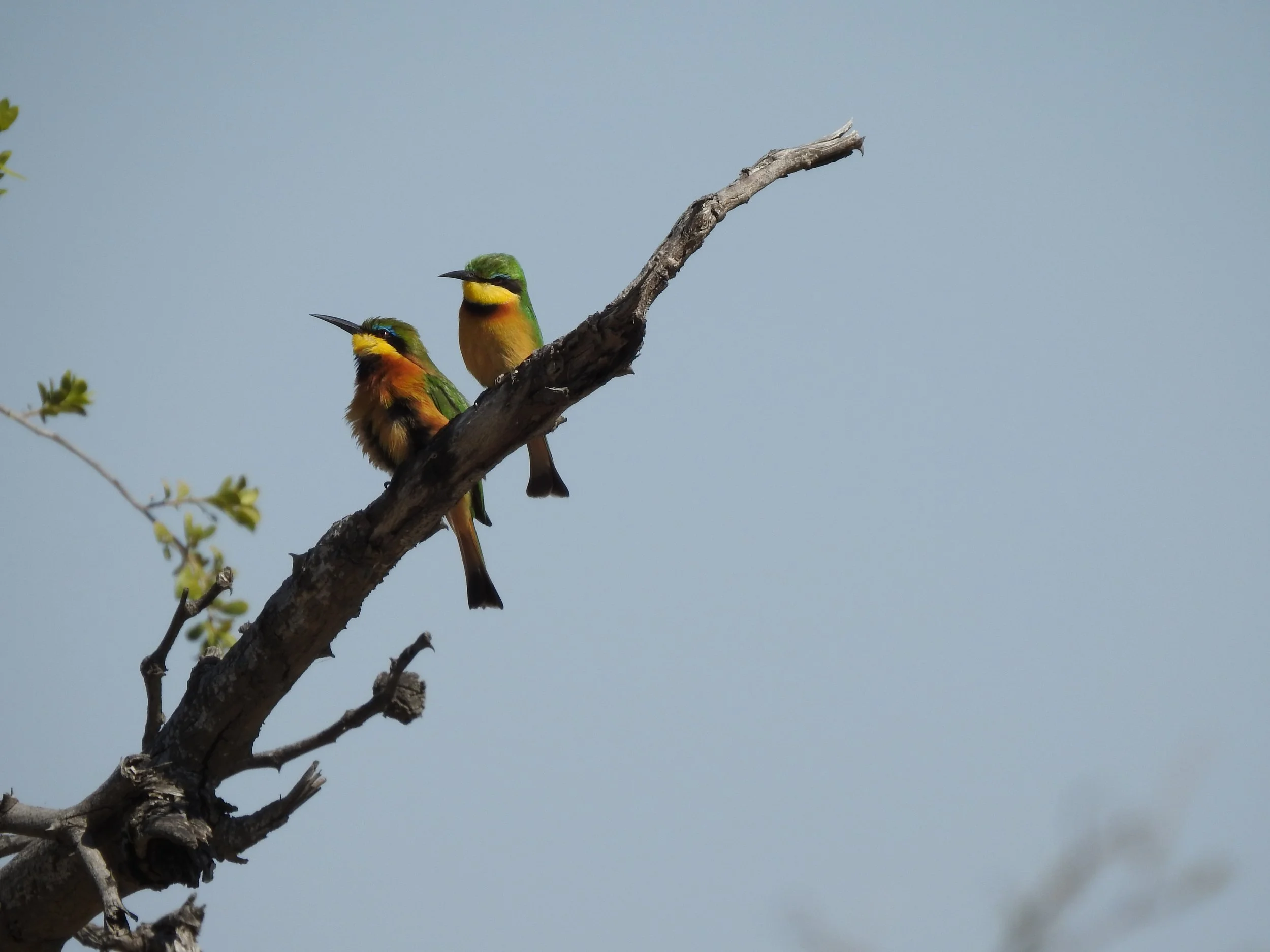 Little bee-eaters perched together on a bare tree branch against a clear blue sky in the Okavango Delta.