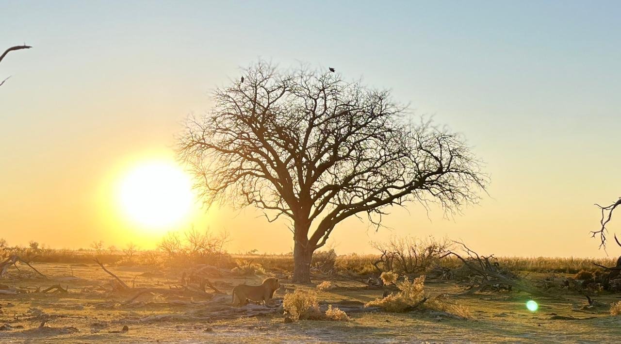 A large tree stands silhouetted against a bright sunset in the Okavango Delta, whilst a male lion walks through the dry grass below.