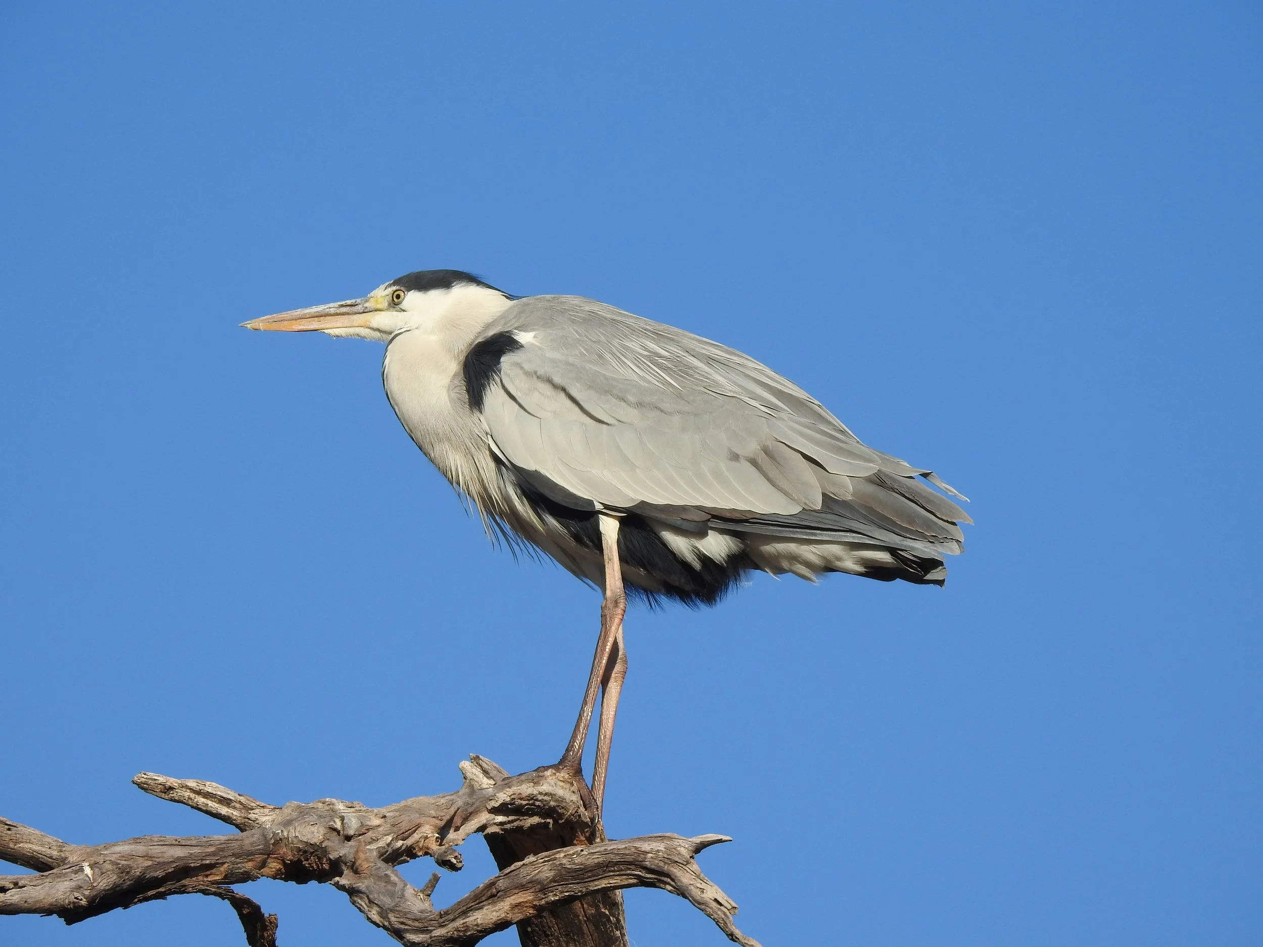 A grey heron stands perched on a bare branch against a solid blue sky in the Okavango Delta.
