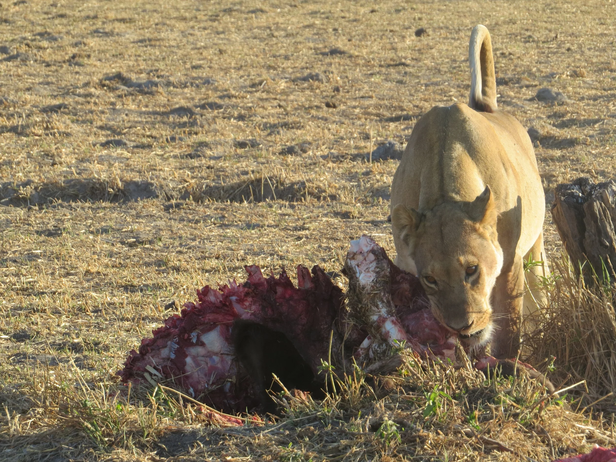 A lioness stands over a fresh carcass in a dry, grassy field in the Okavango Delta.