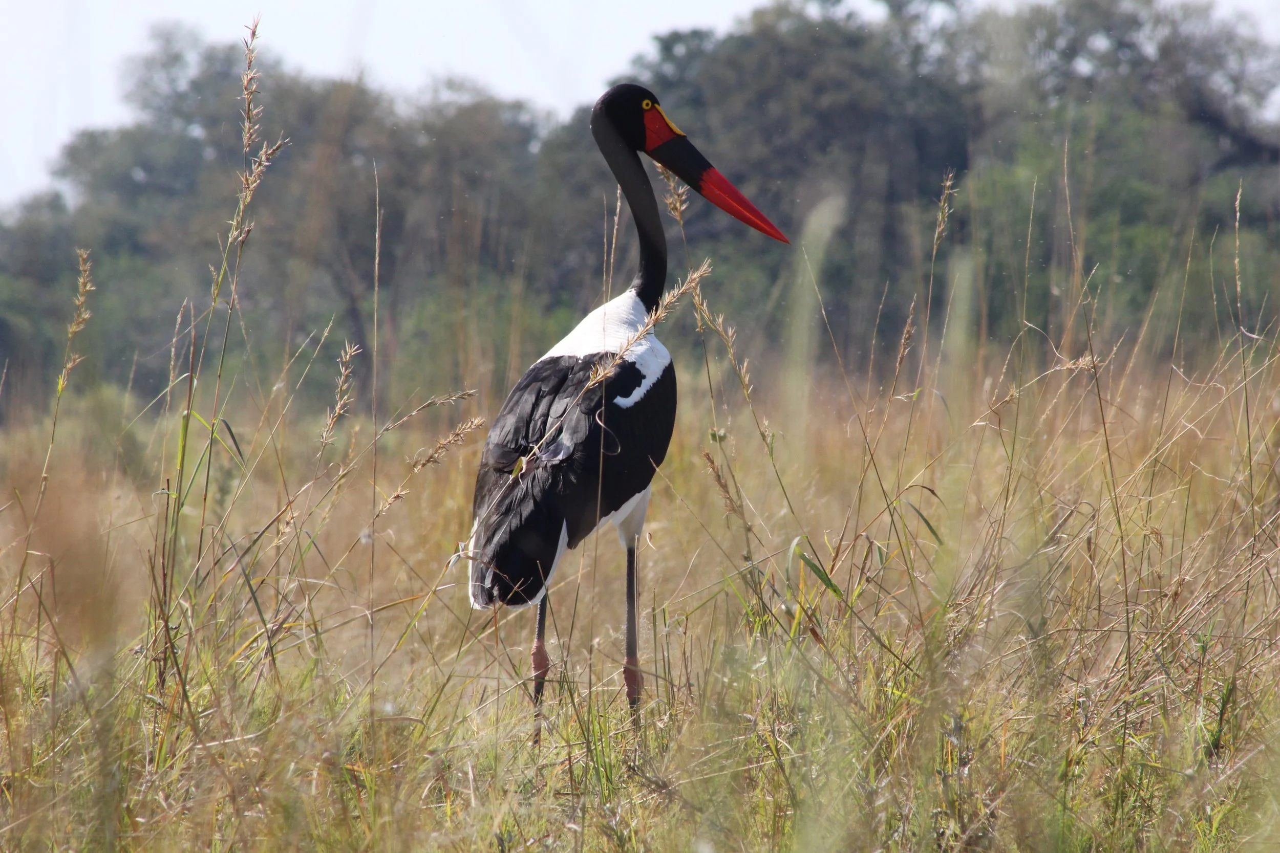 A saddle-billed stork stands prominently in tall, dry grass in the Okavango Delta.