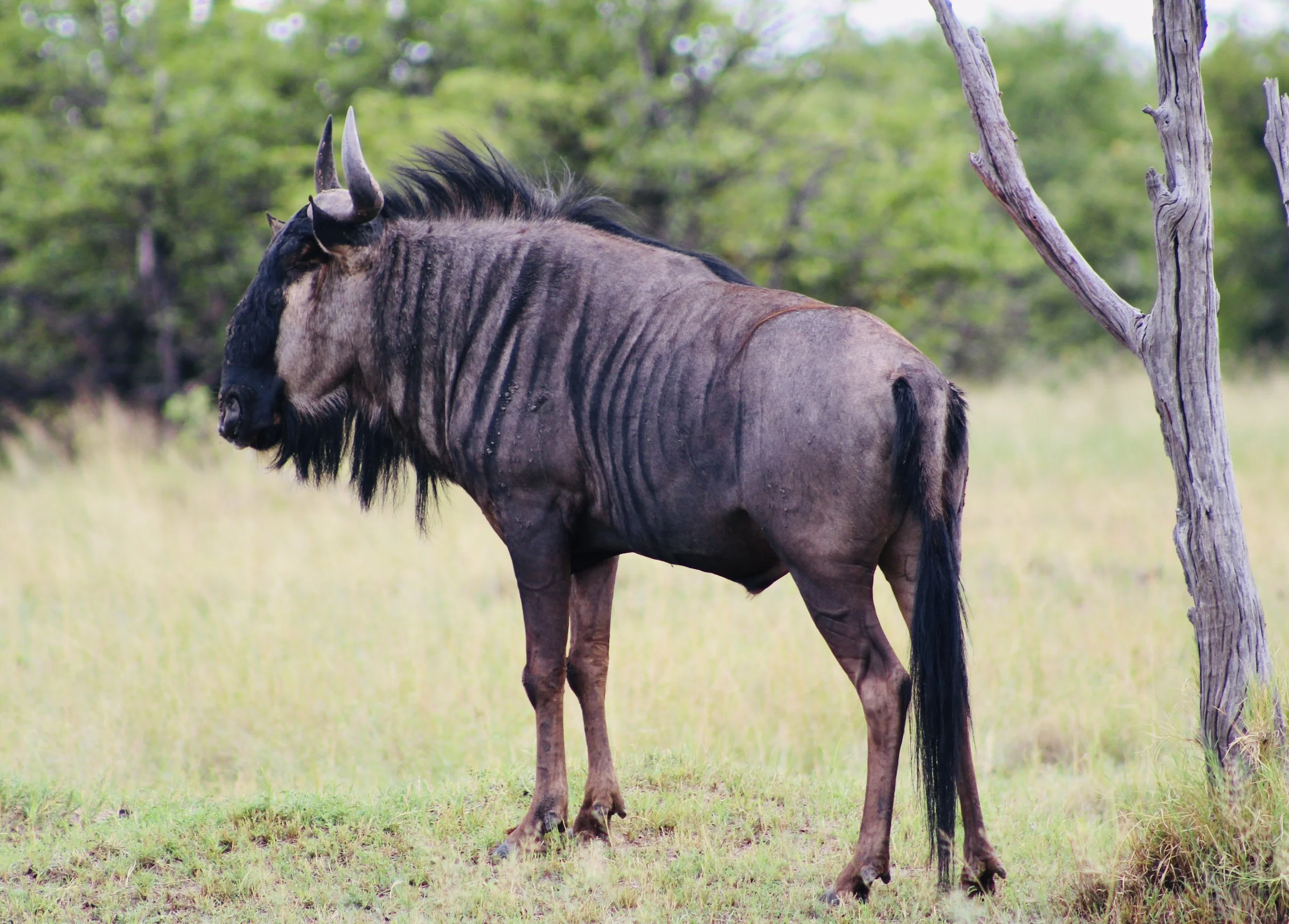 A lone blue wildebeest stands in a grassy plain in the Okavango Delta.
