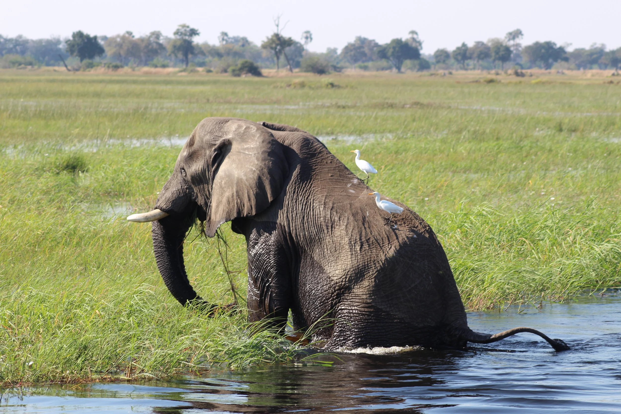 A large elephant wades through deep blue water next to a lush green marsh in the Okavango Delta.