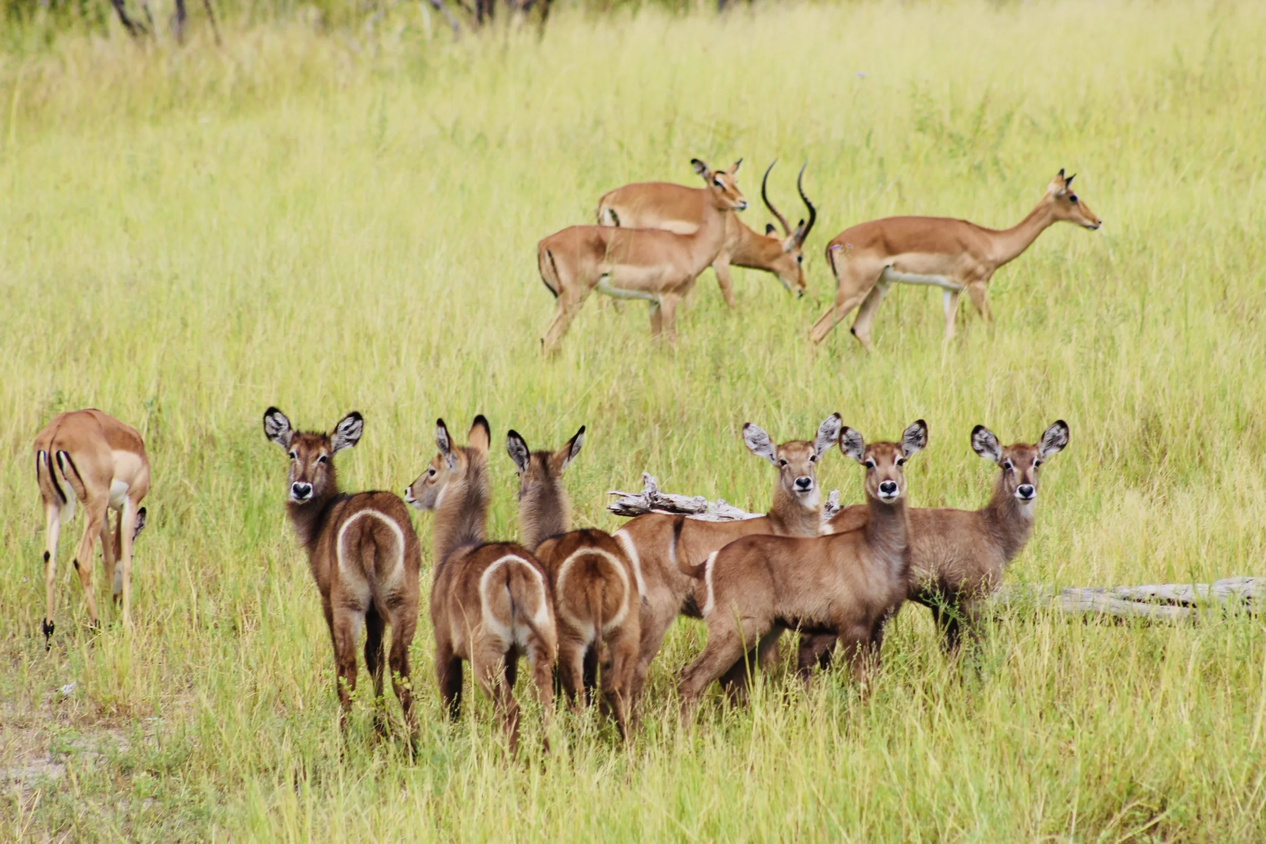 A herd of young waterbuck stands closely together in a vibrant green grassland in the Okavango Delta, with a small breeding herd of impalas in the background.