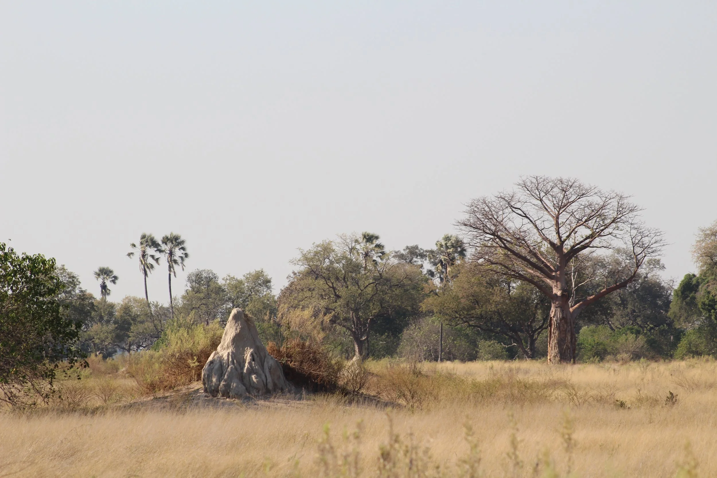 A line of palm trees stands over a dry savanna field with a large baobab tree in the distance in the Okavango Delta.