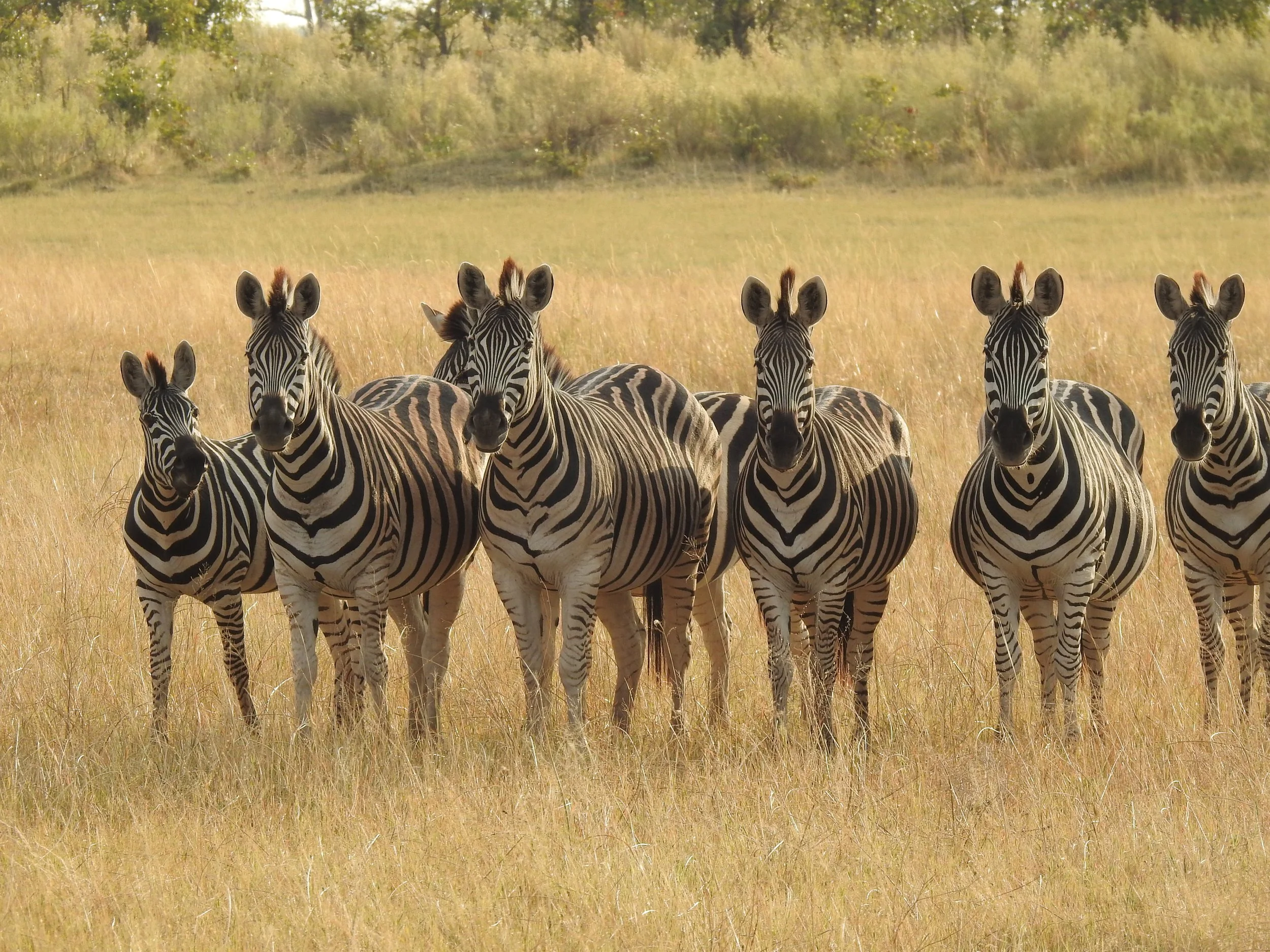 Line of six zebras standing close together facing the camera in tall grassland in the Okavango Delta.