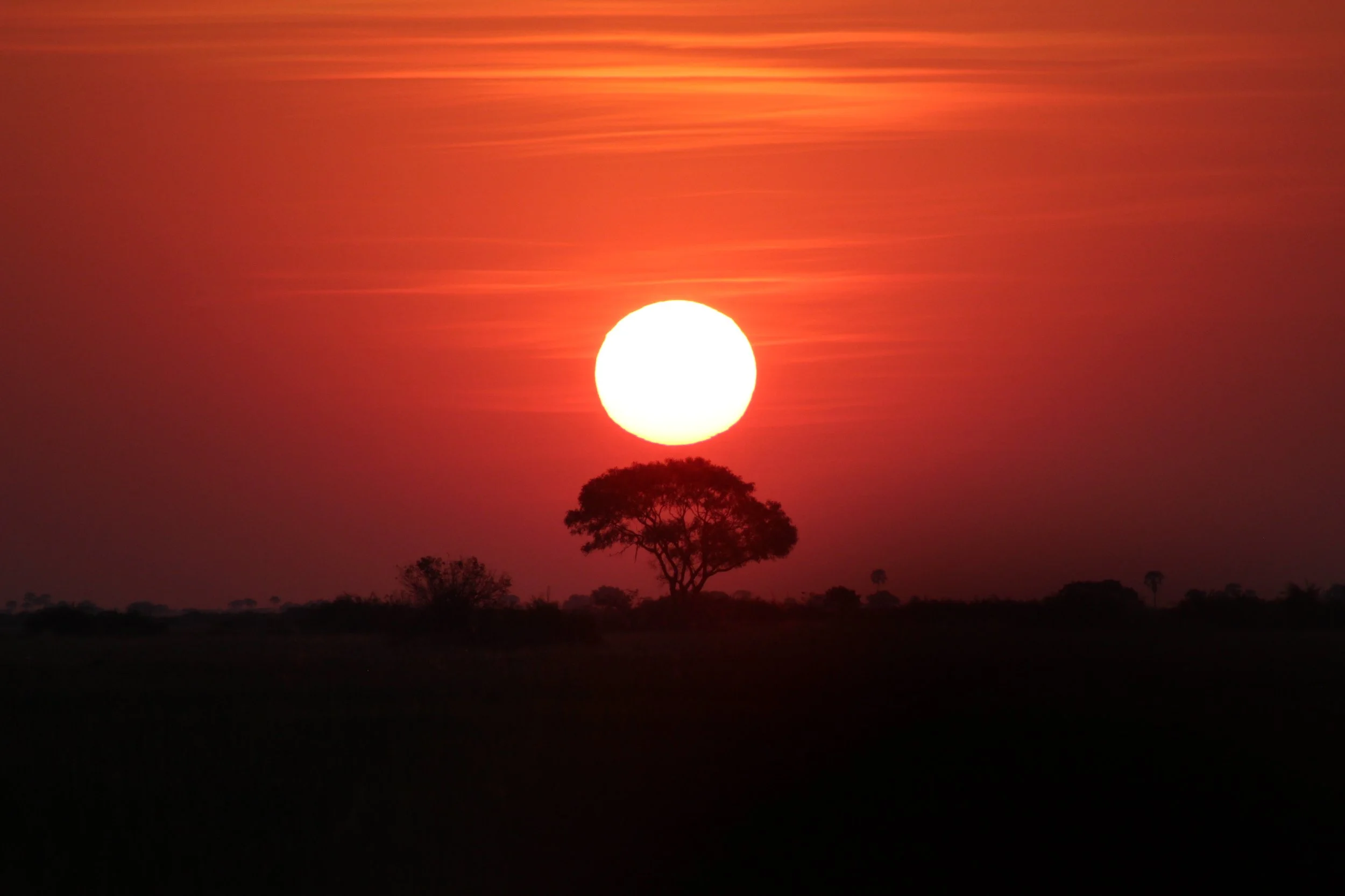 A vibrant red and orange sunset over the savanna with the sun perfectly positioned over a single tree in the Okavango Delta.
