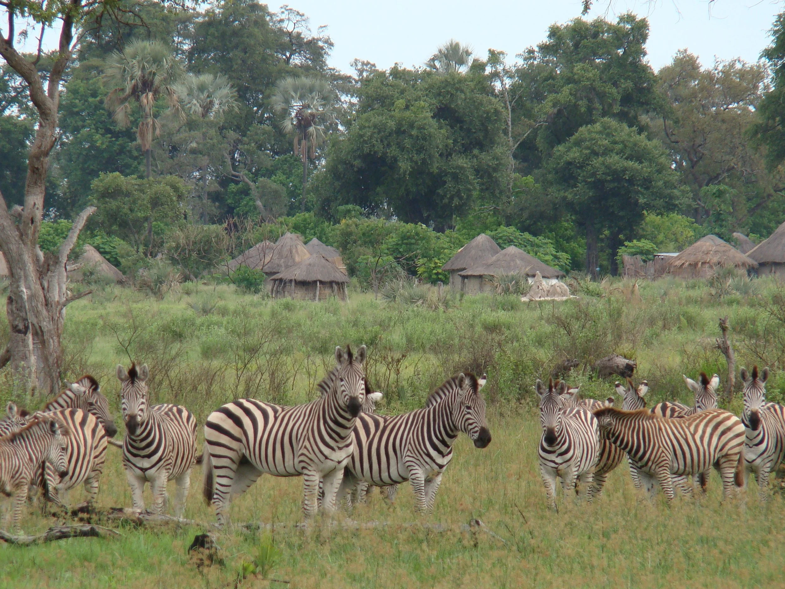 Herd of zebras grazing in an open field near a traditional thatched village nestled in trees in the Okavango Delta.