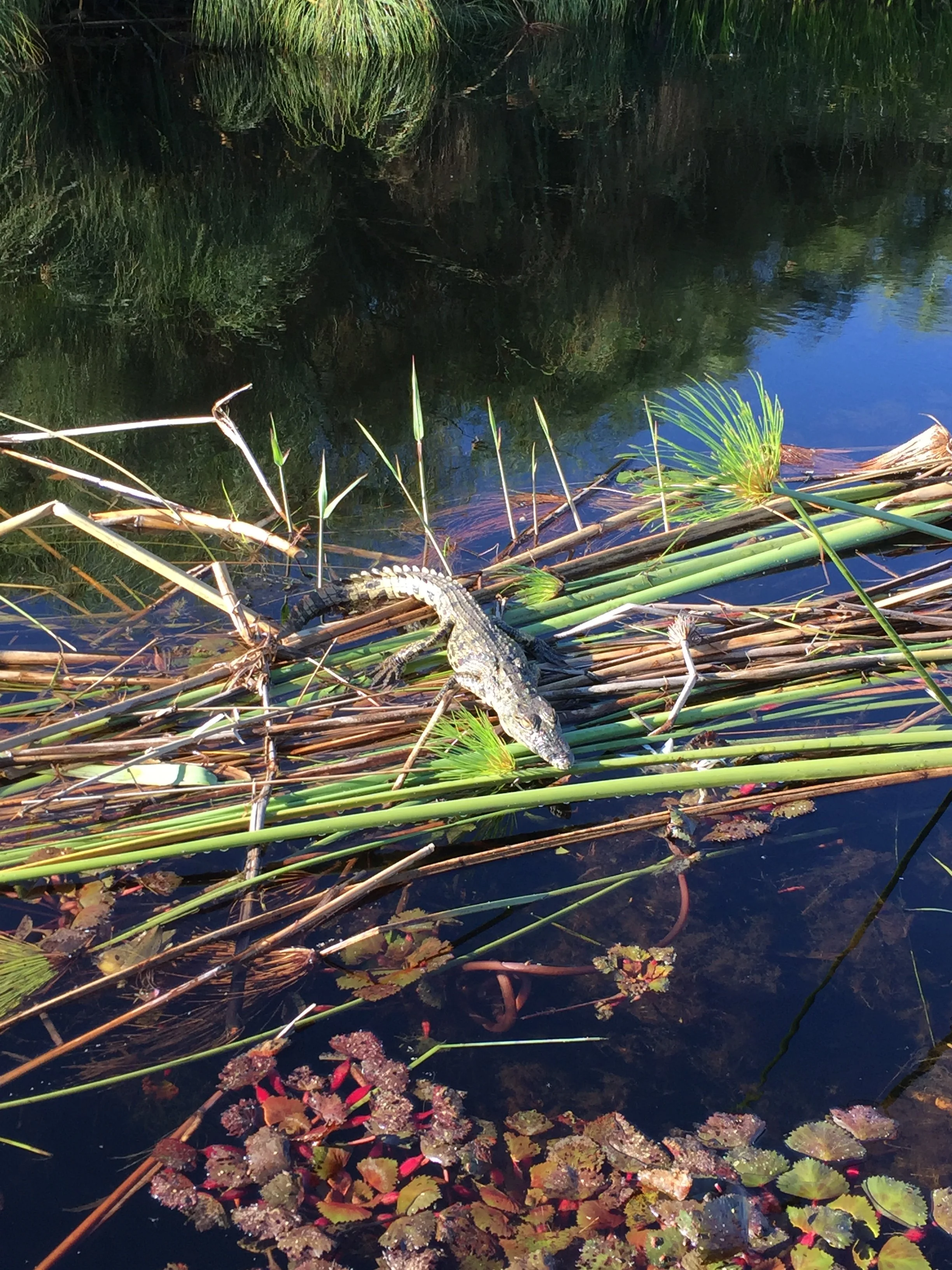 A small crocodile rests among thick green reeds floating in clear water in the Okavango Delta.