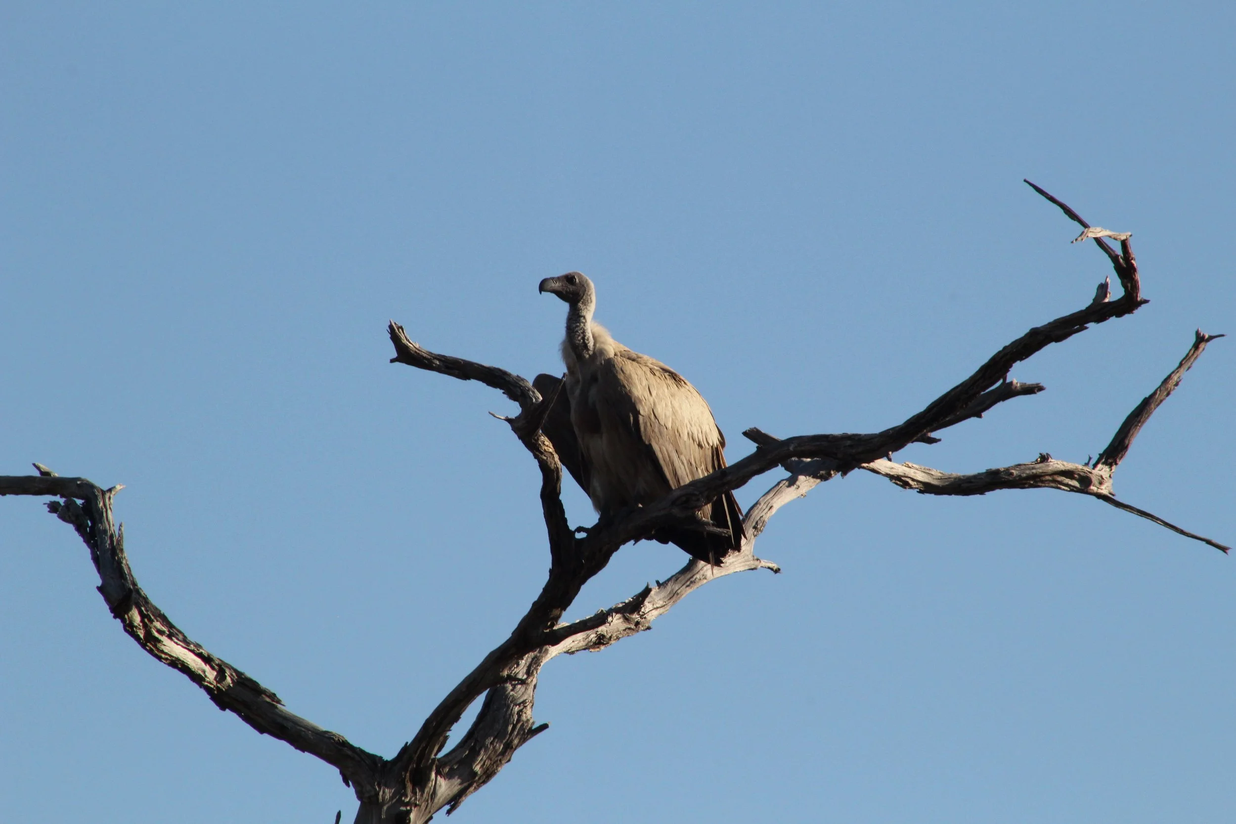 A large white-backed vulture sits perched on a bare, dry branch against a clear blue sky in the Okavango Delta.