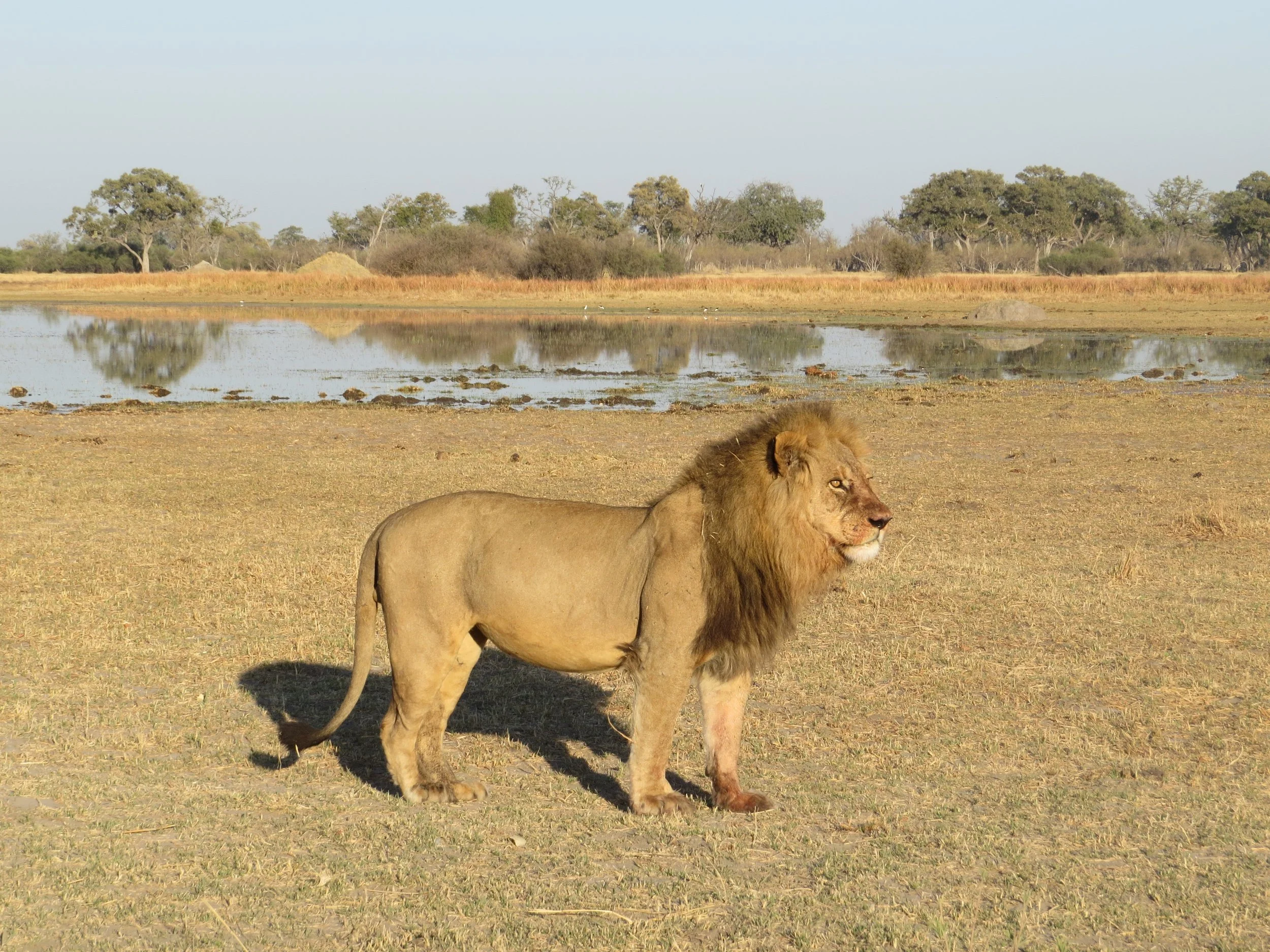 A male lion stands on a dry river bank looking across a small water channel in the Okavango Delta.