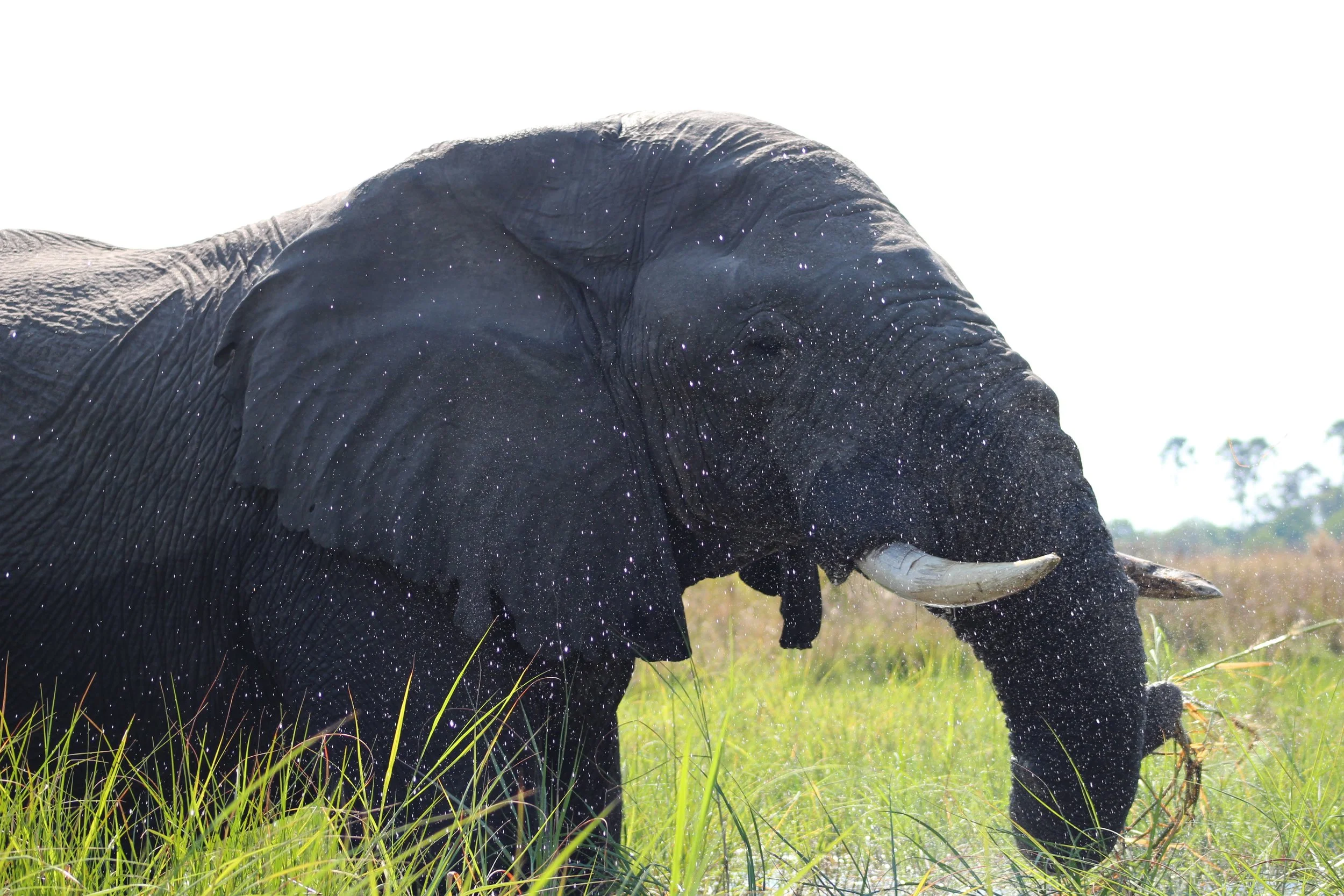 Elephant bull sends water droplets flying as he knocks the mud off a clump of grass in the Okavango Delta.