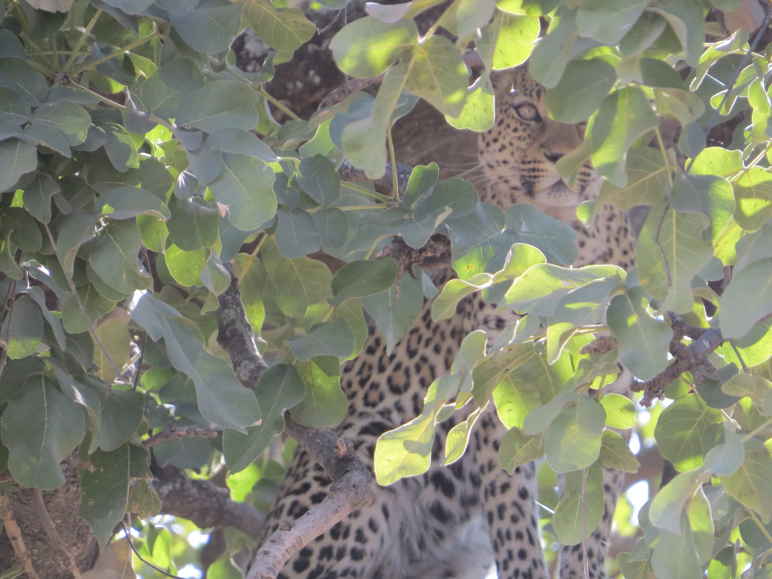 The camouflaged head of a leopard peers out from behind dense green leaves on a tree branch in the Okavango Delta.