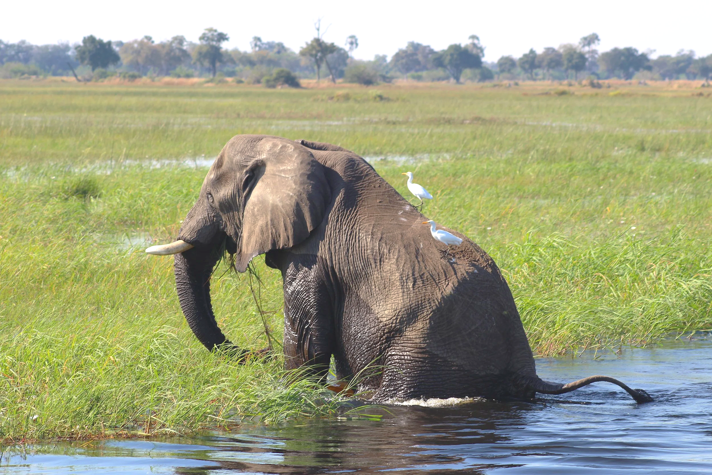 An elephant climbs out of a main channel in the Okavango Delta with two cattle egrets walking across its back