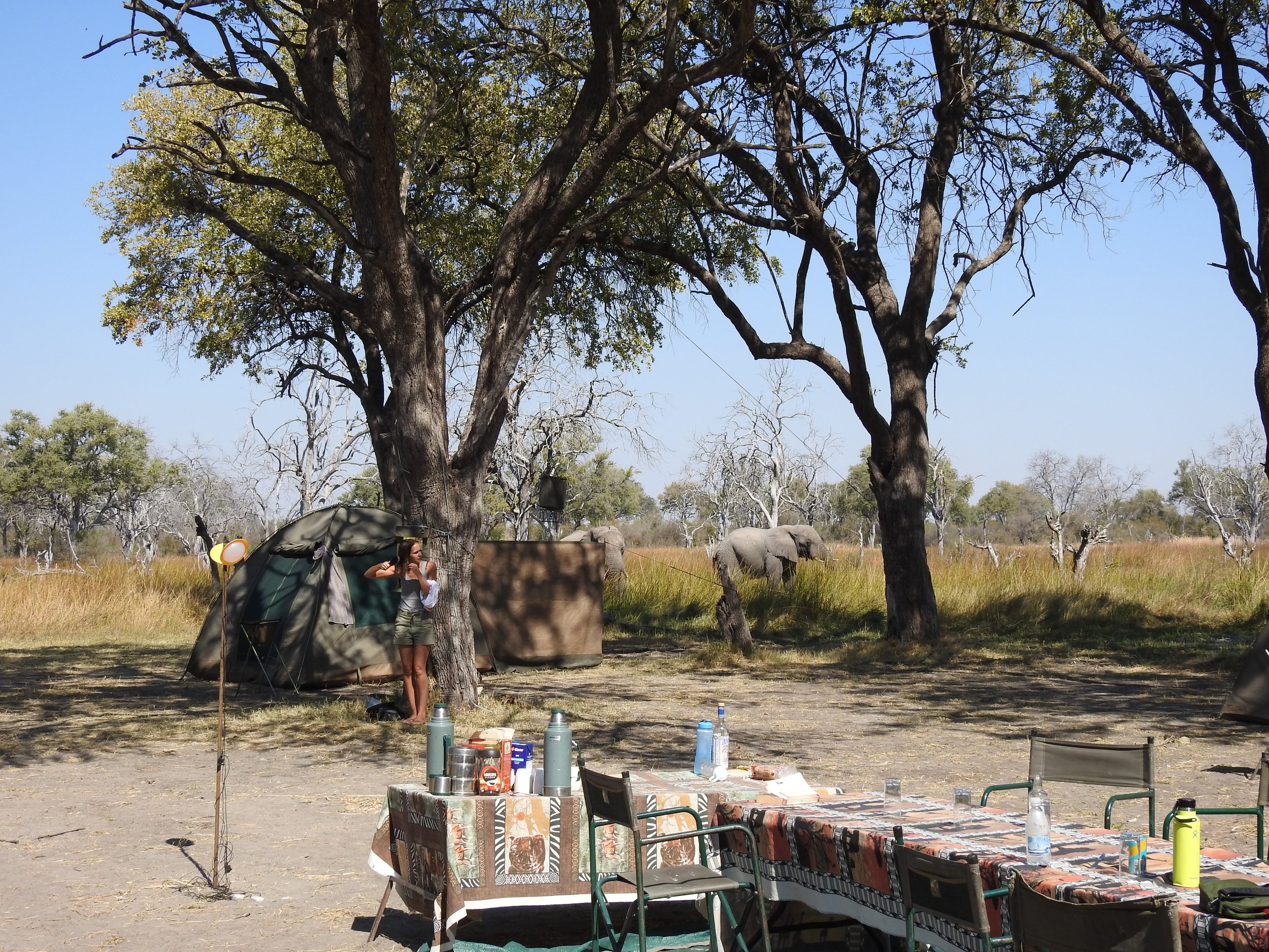 A mobile safari camp showing a guest near an outdoor dining table with an elephant in the background, in the Okavango Delta.
