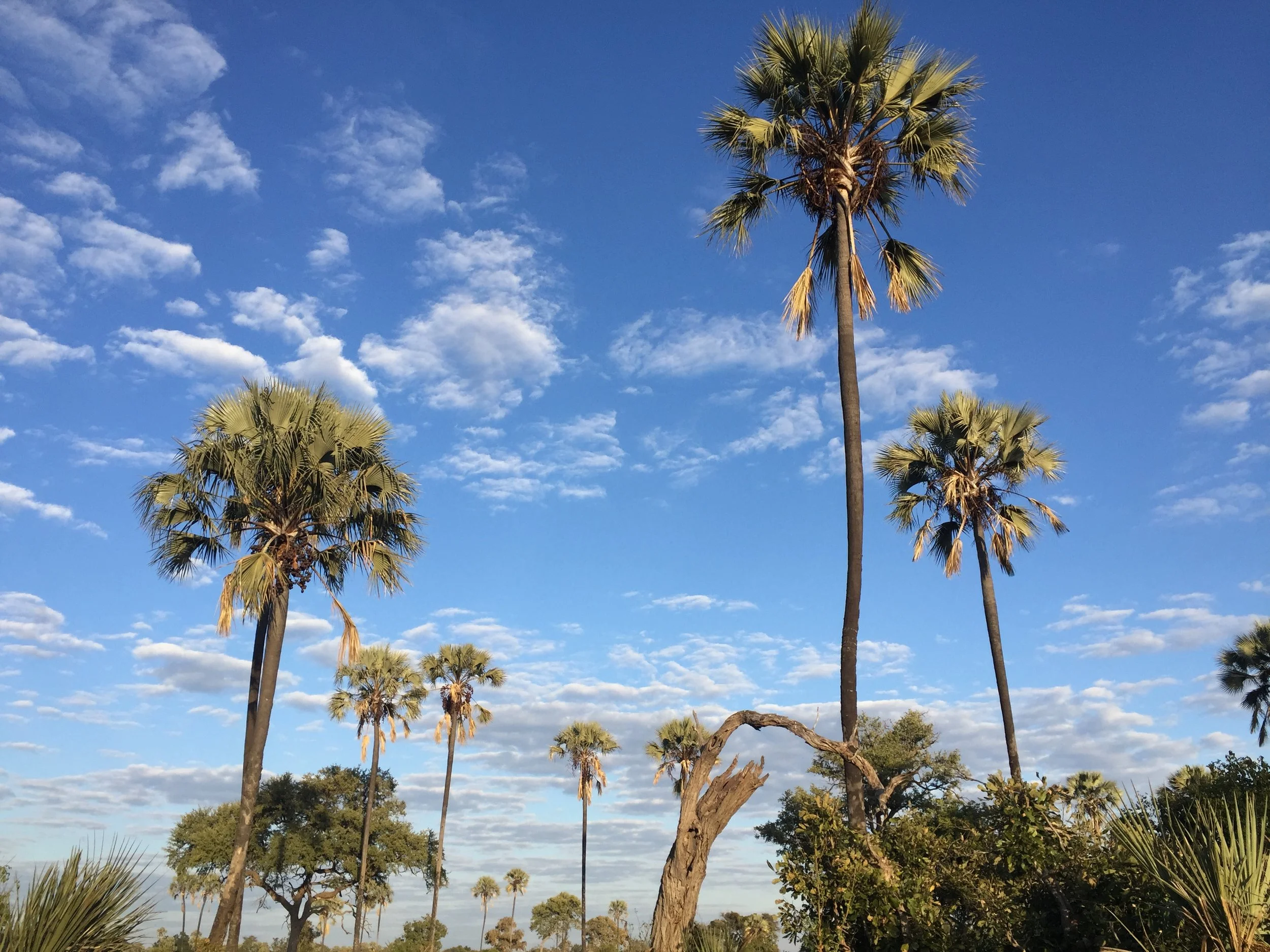 Tall mokolwane palm trees reach toward a bright blue sky filled with wispy white clouds in the Okavango Delta.
