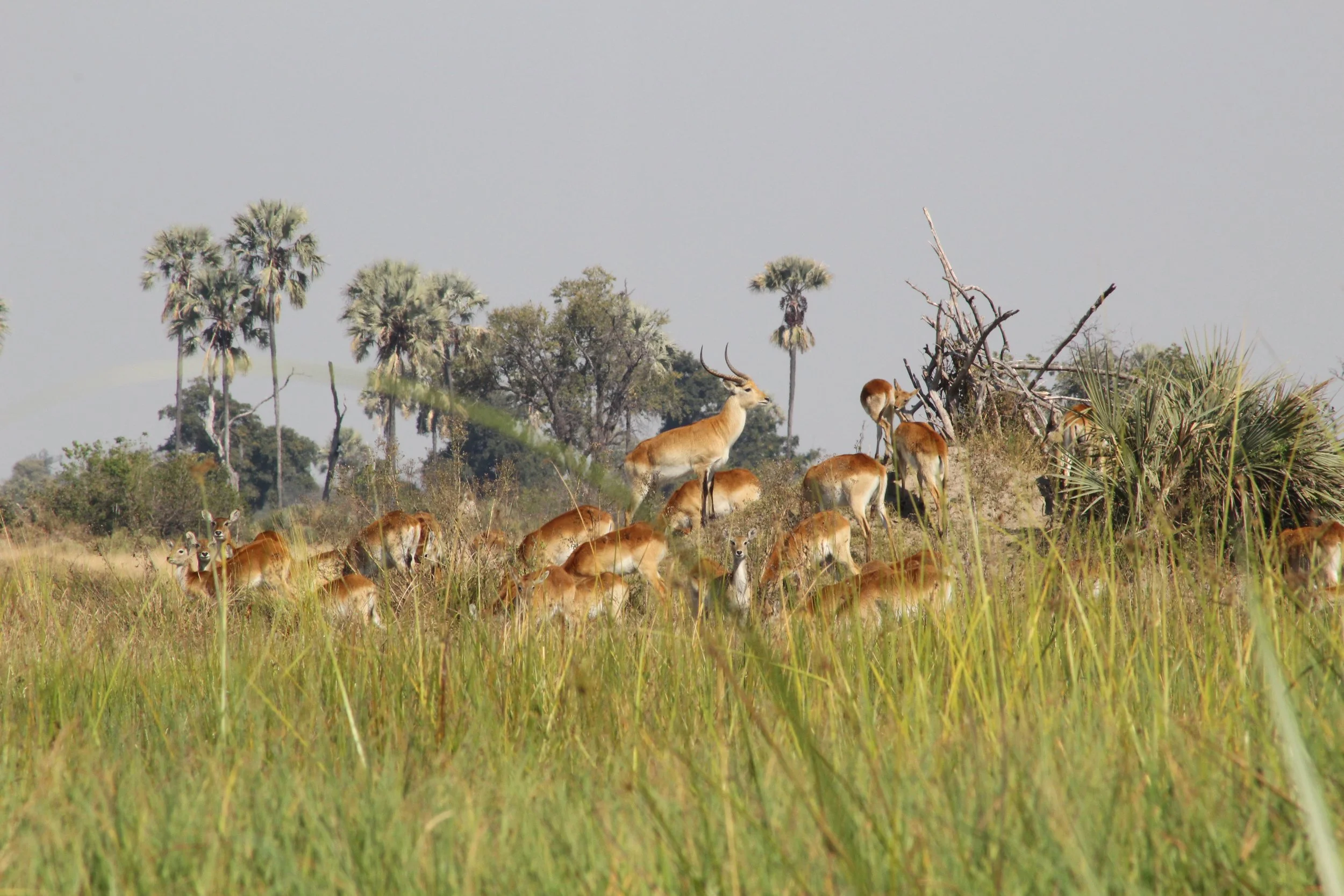 A herd of red lechwe antelope stands on a termite mound in the Okavango Delta to gain a better view of the surrounding landscape.