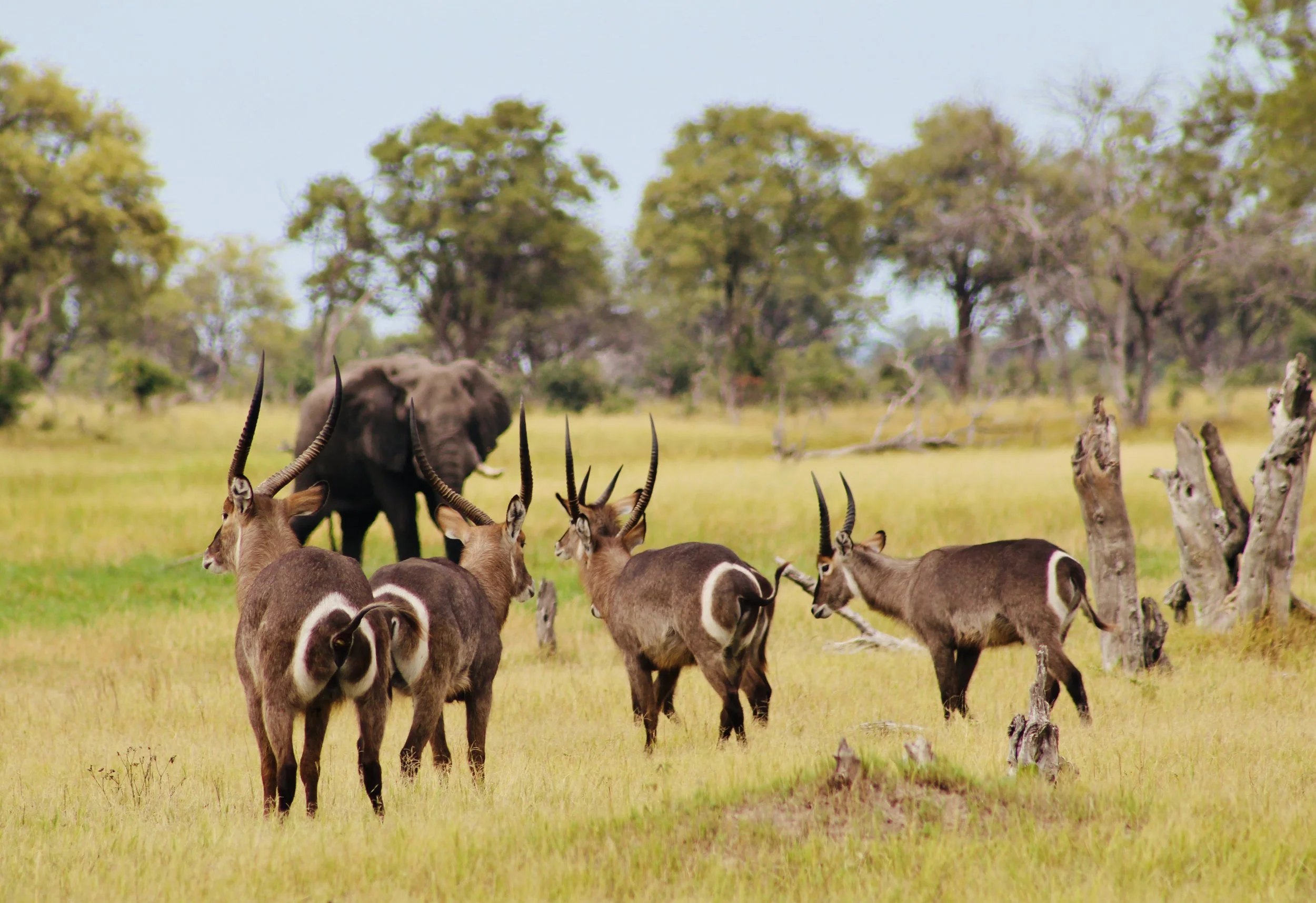 A herd of waterbuck in the foreground showing their distinctive white ring on their backsides, with an elephant in the background in the Okavango Delta.
