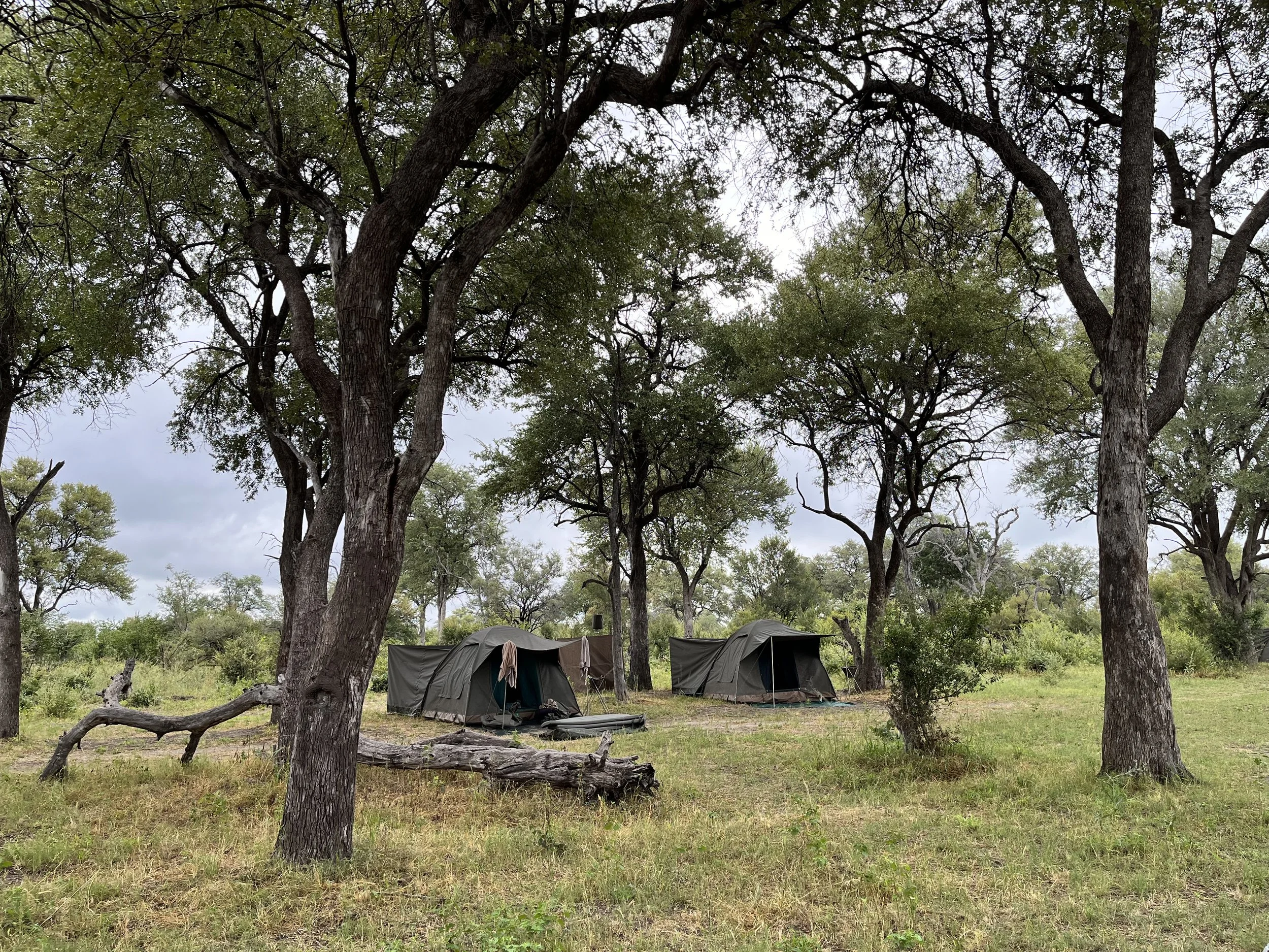 A mobile safari camp showing two canvas tents shaded by large trees in the Okavango Delta.