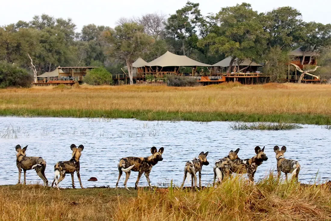 A pack of African wild dogs standing in short grass along a water channel, with the tented safari lodge visible across the marsh in the background.