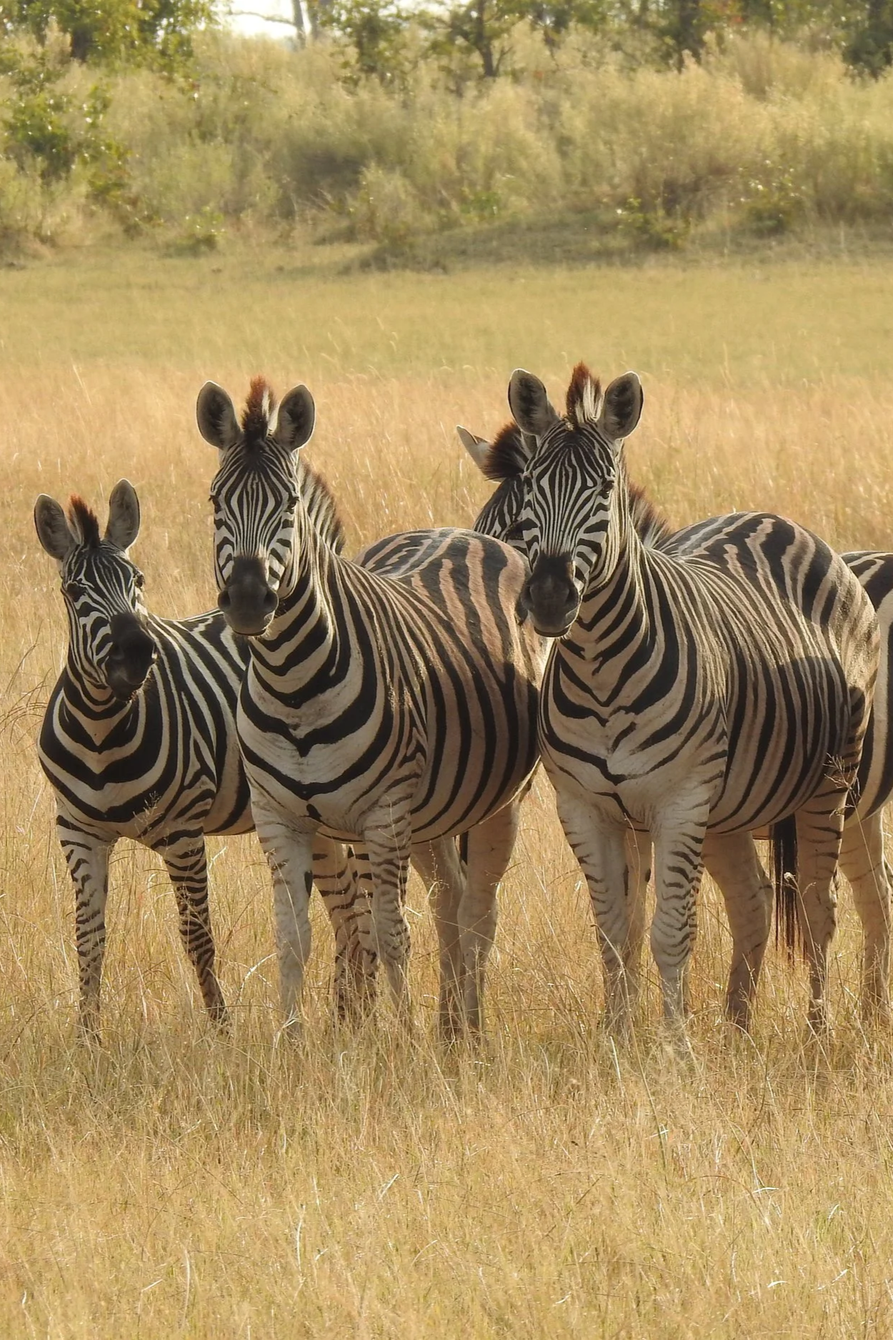 Three adult Burchell's zebras and a foal standing in a grassland in the Okavango Delta, Botswana