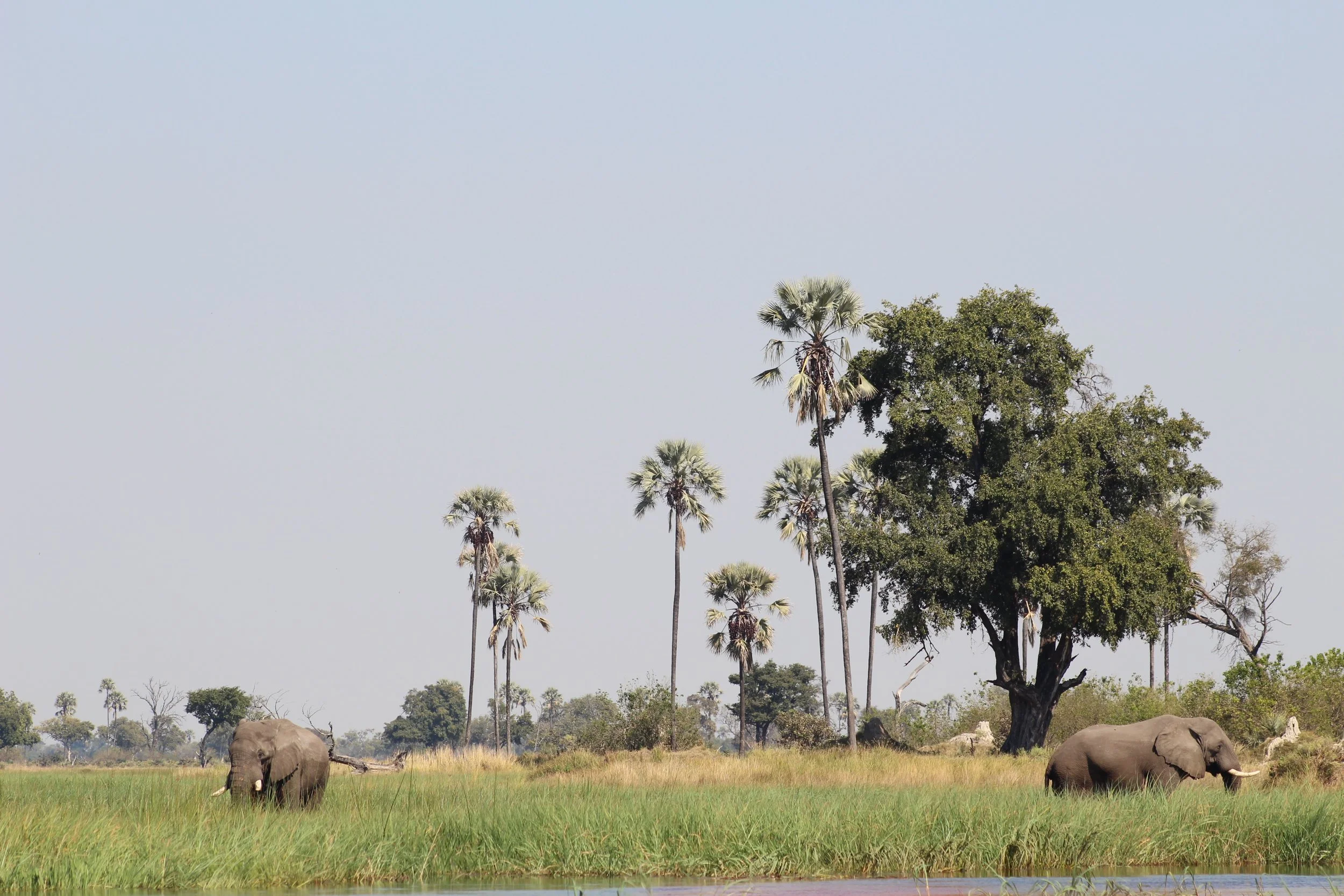 A line of tall palm trees rises over a flat grassland with a few distant elephants grazing in the Okavango Delta.