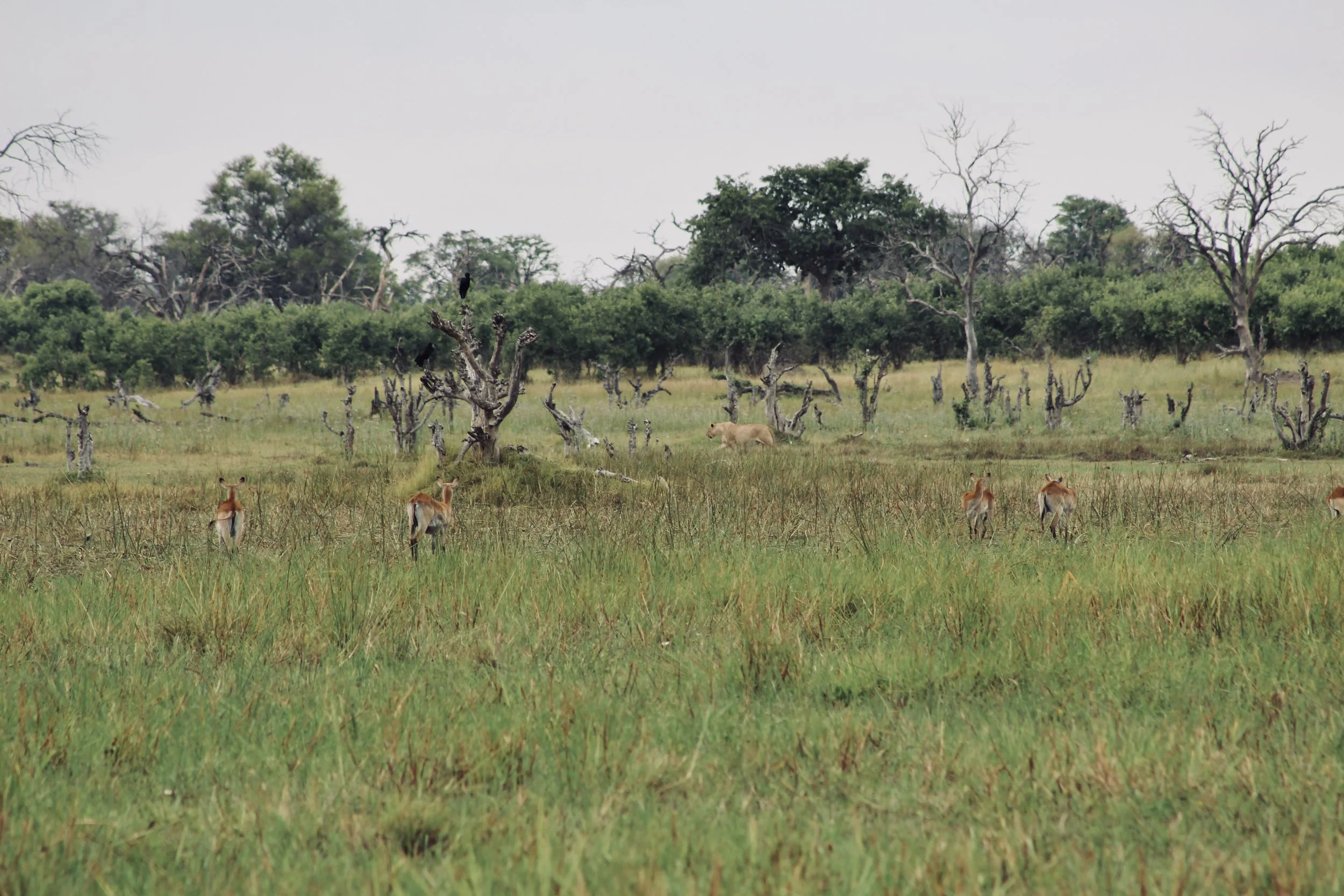 A wide scenic view of a flat green floodplain with red lechwe watching a lioness walk past,  with a distant line of trees under an overcast sky in the Okavango Delta.