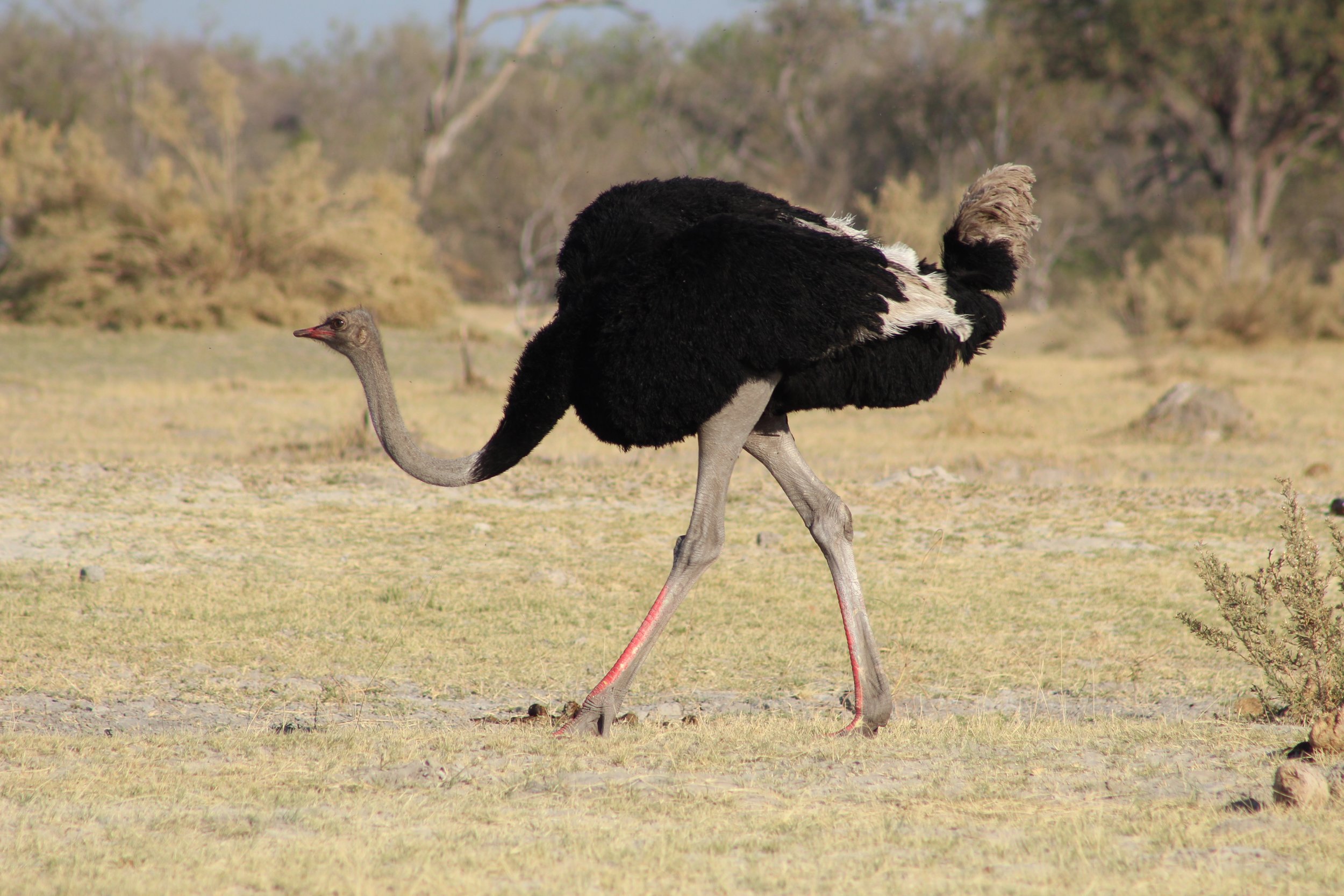 A lone male ostrich walks across a dry, sandy savanna clearing in the Okavango Delta.