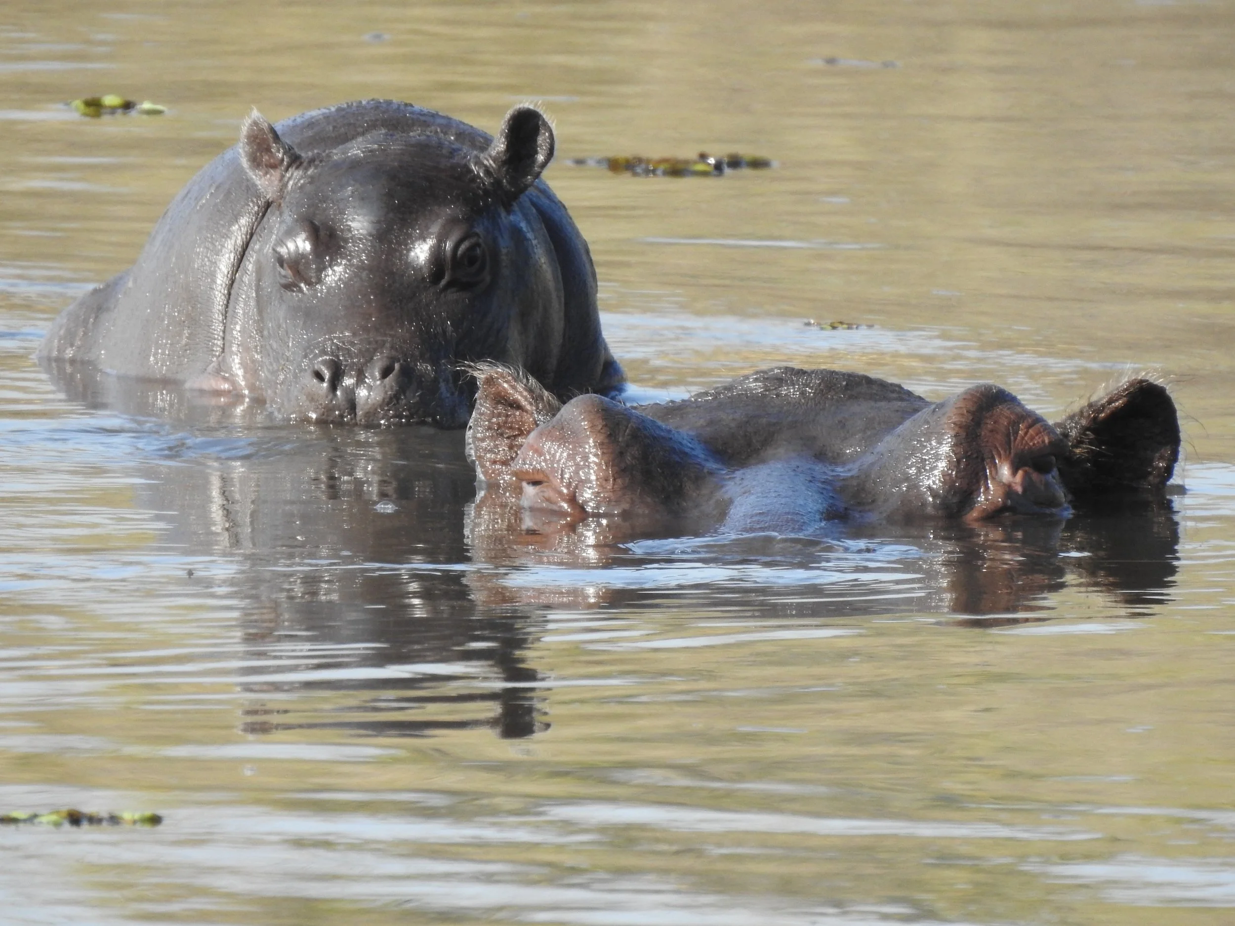A mother and baby hippopotamus in the Khwai River, Okavango Delta.