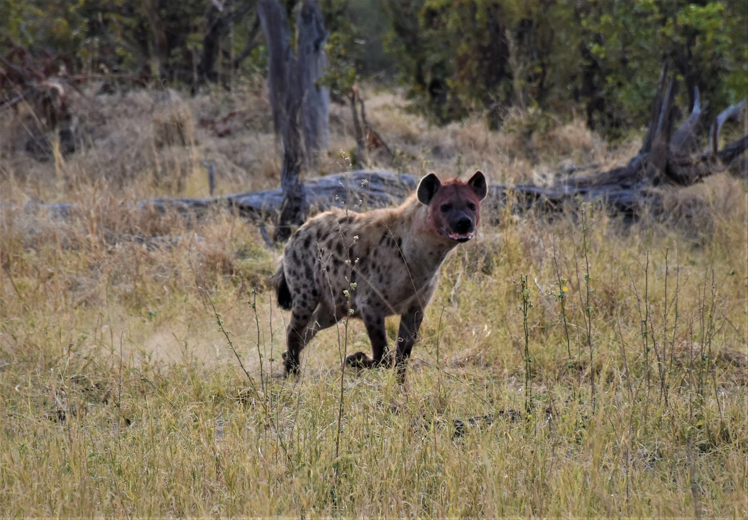 A hyena running across a grassland with its face covered in blood, in the Okavango Delta.