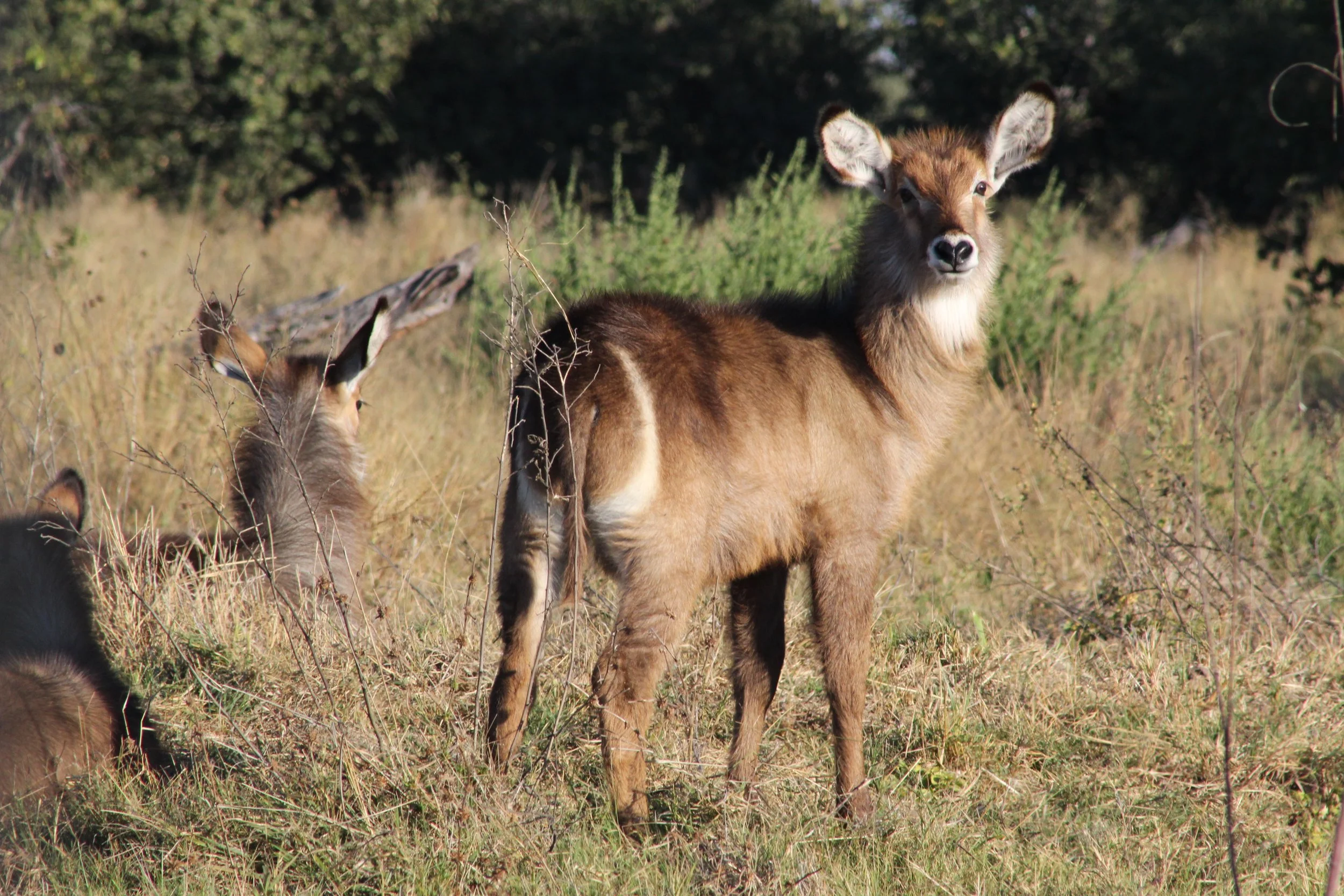 A young female waterbuck stands prominently in tall, dry savanna grass with another visible behind her in the Okavango Delta.