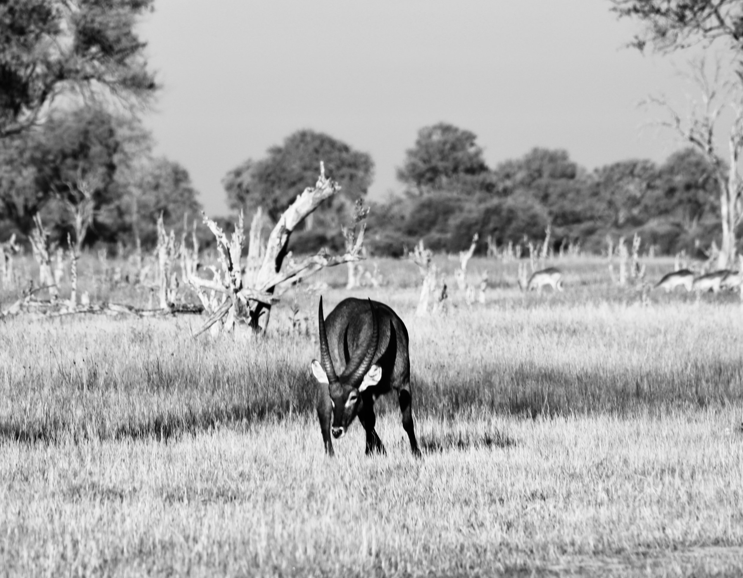 A black and white selective color photo of a waterbuck standing in a dry field in the Okavango Delta.