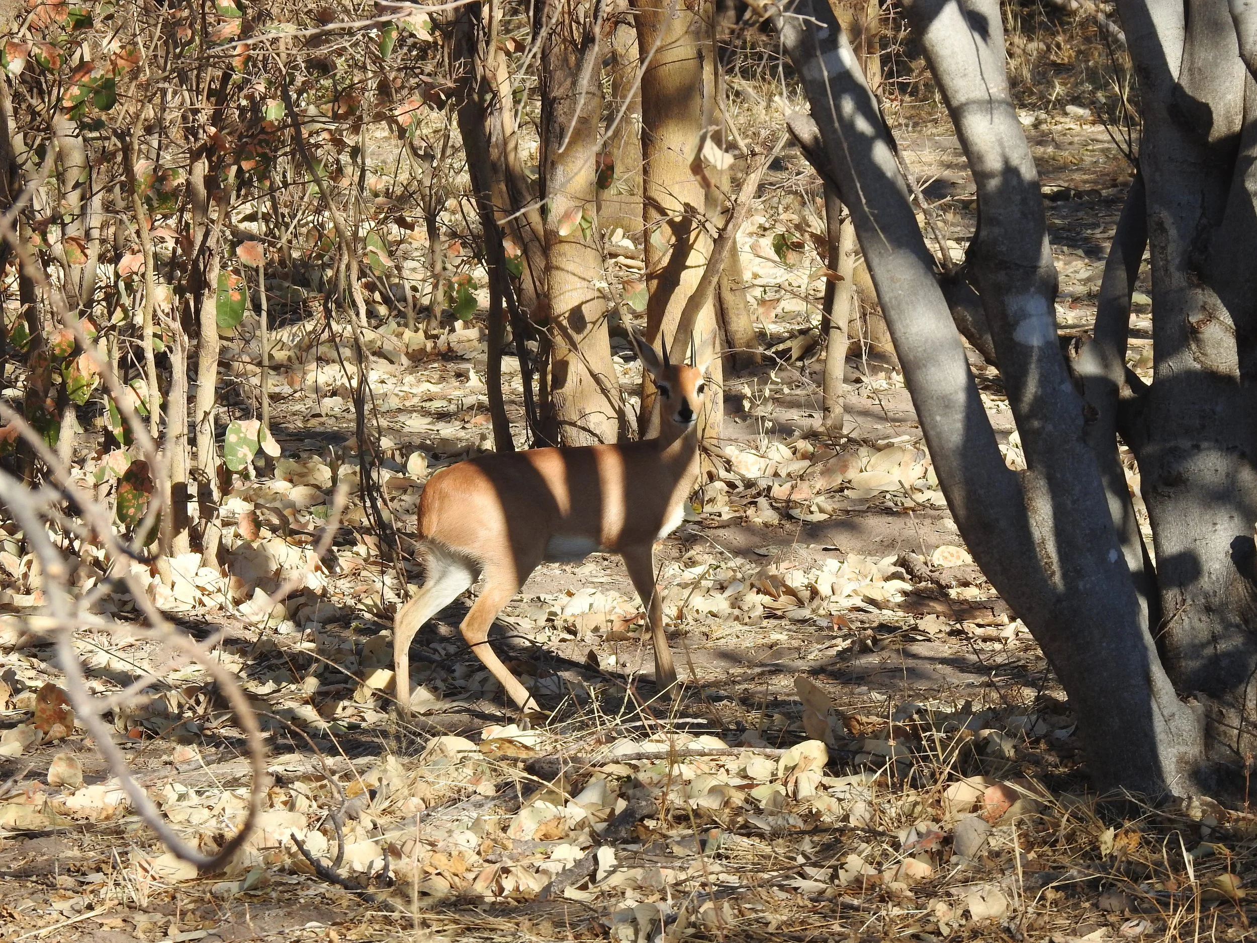 Small steenbok stands still in a dry woodland thicket in the Okavango Delta, looking directly at the camera.