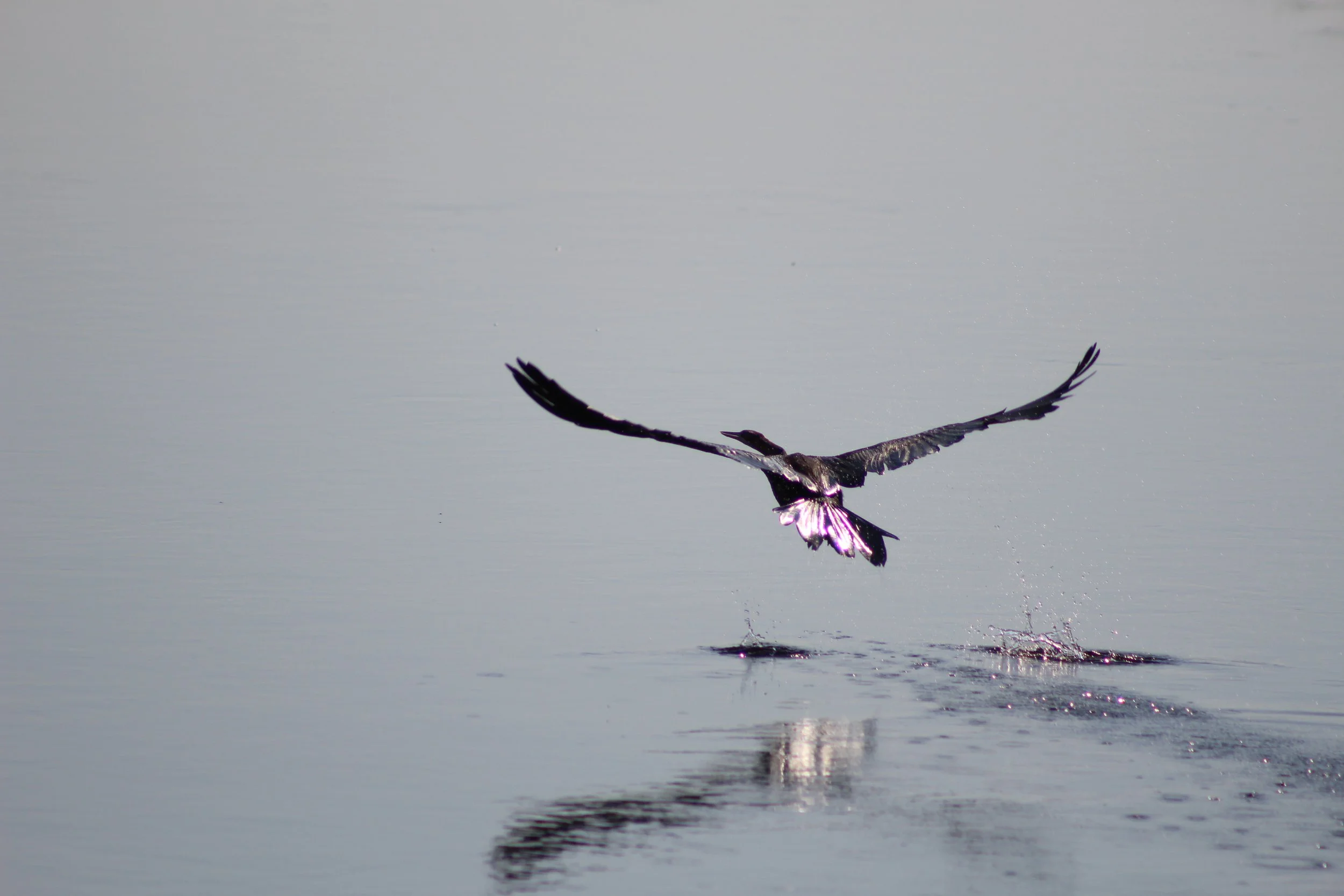 An African darter flies low across the surface of a calm main channel reflecting the sky in the Okavango Delta.