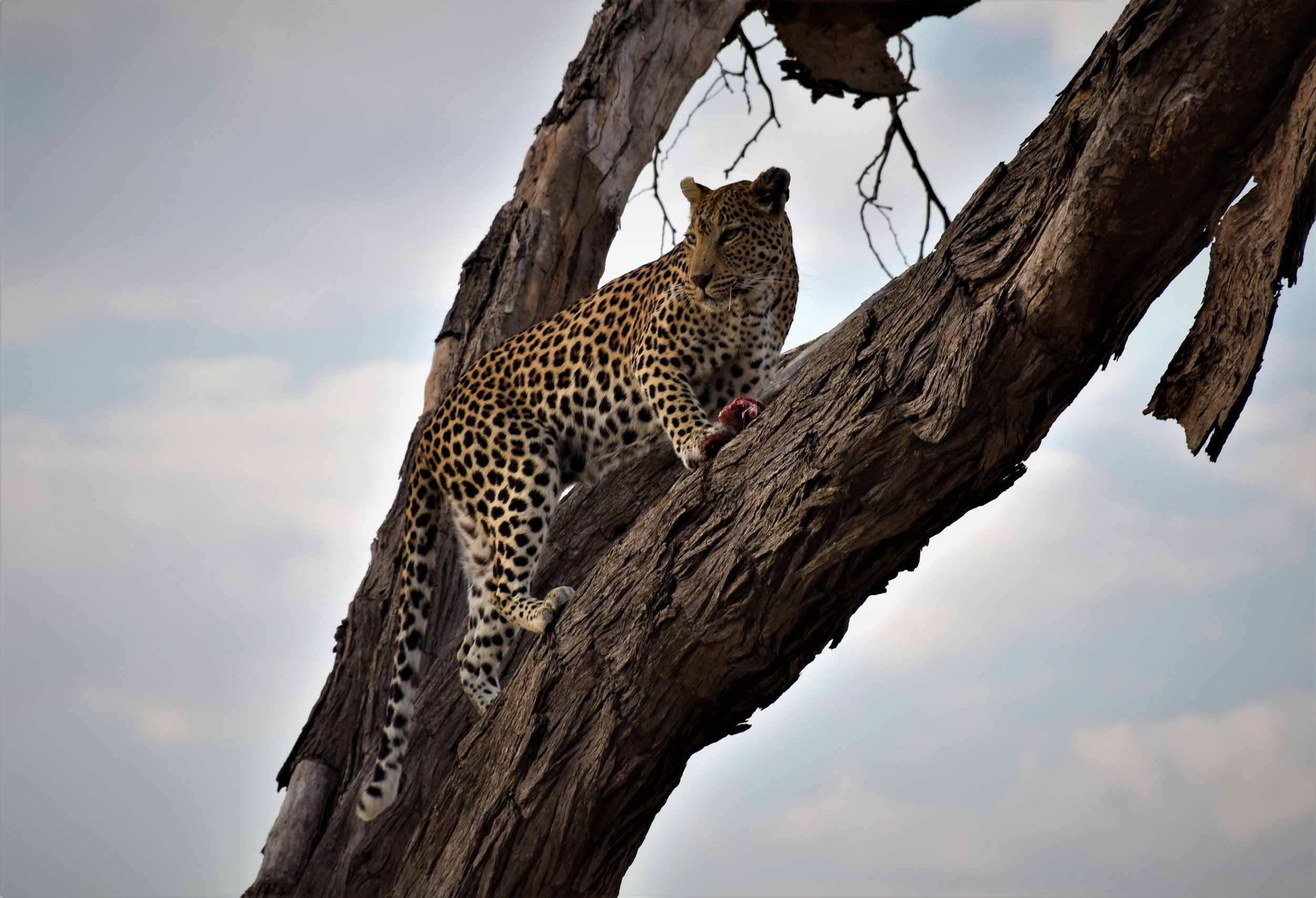 A leopard rests safely high up in the fork of a large camel-thorn tree branch, in the Okavango Delta.
