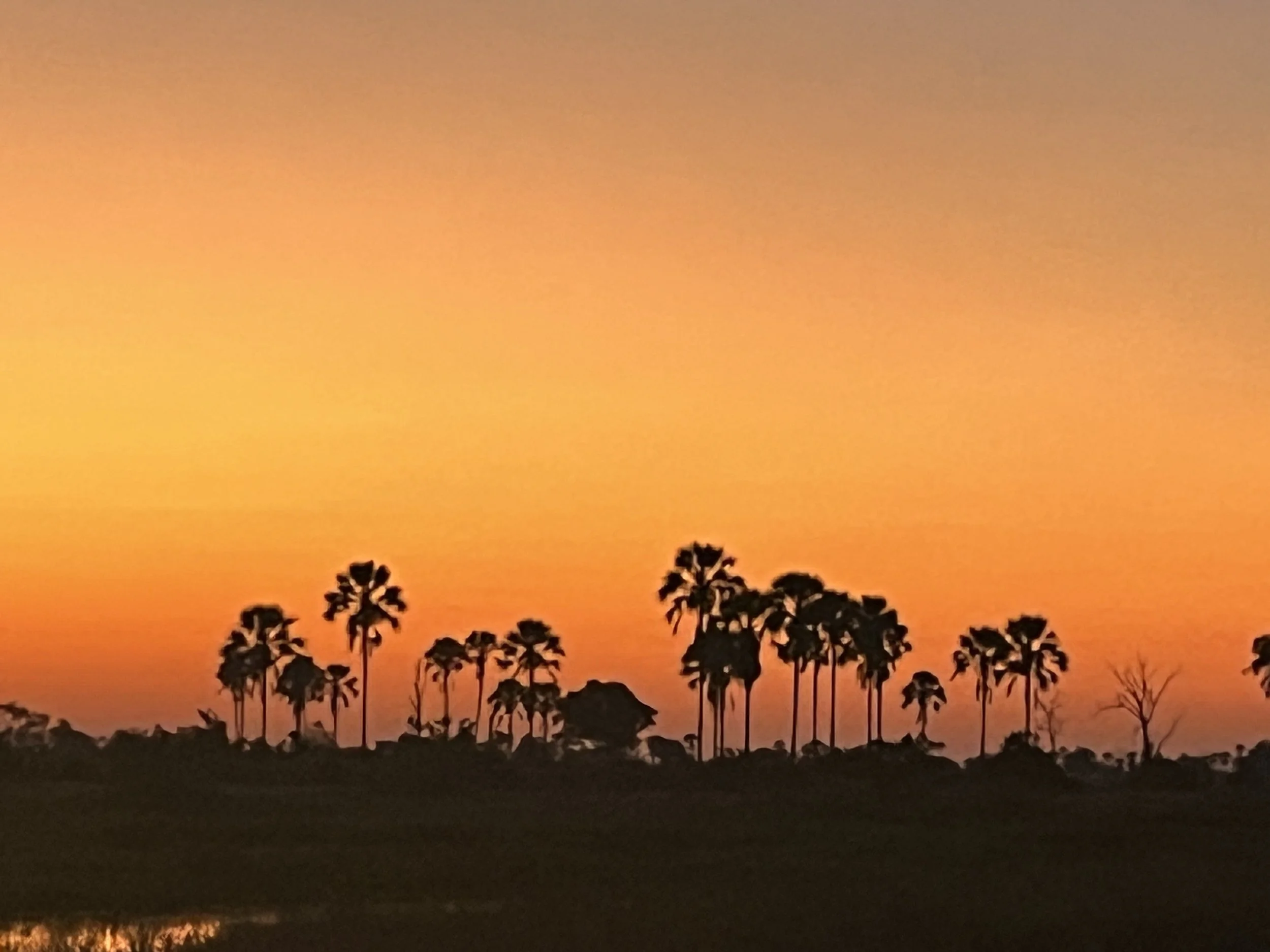 A line of silhouetted mokolwane palm trees stands against a deep orange sunset sky in the Okavango Delta.