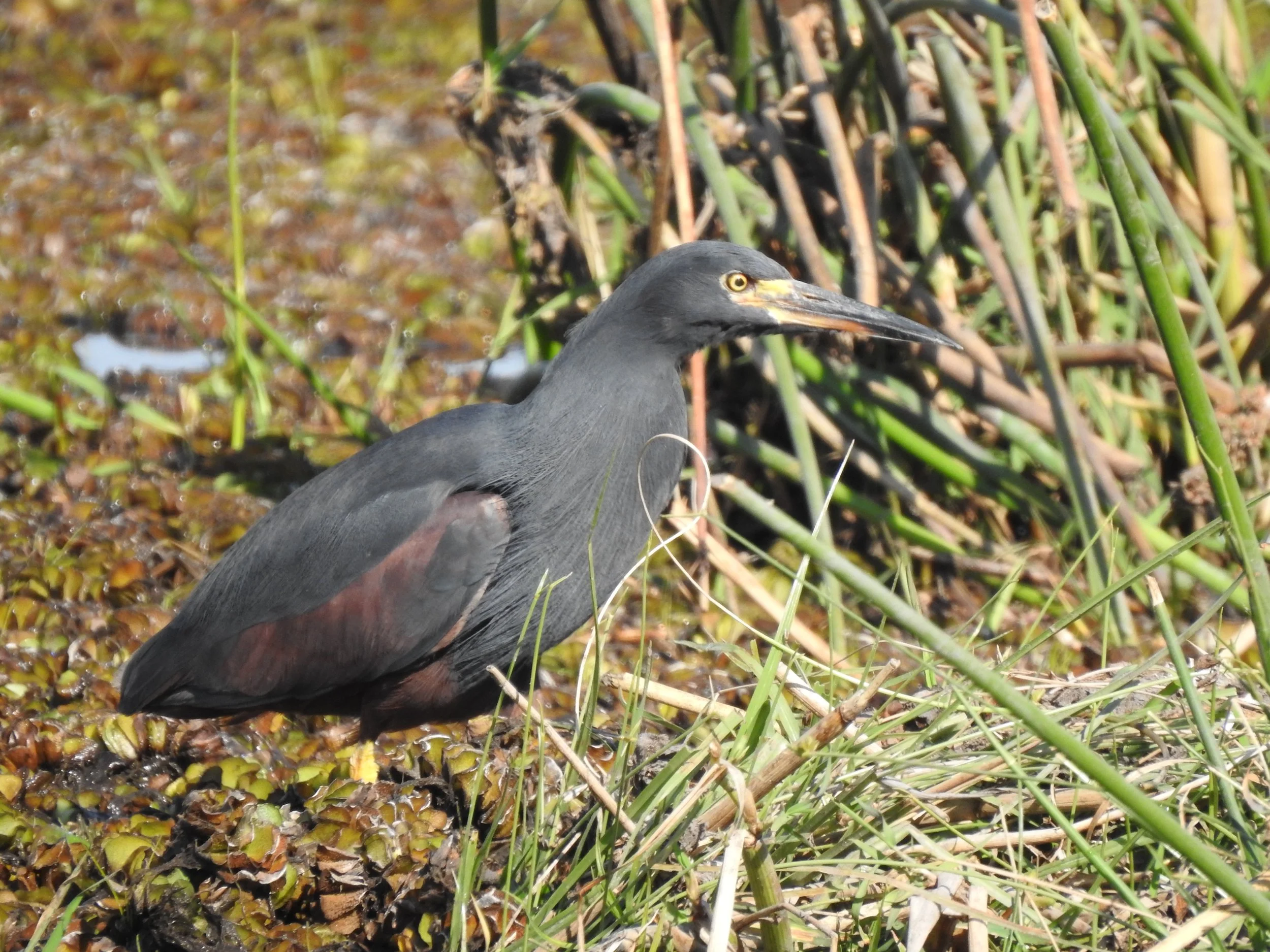 A dark grey slaty egret stands among green reeds at the edge of a water channel in the Okavango Delta.