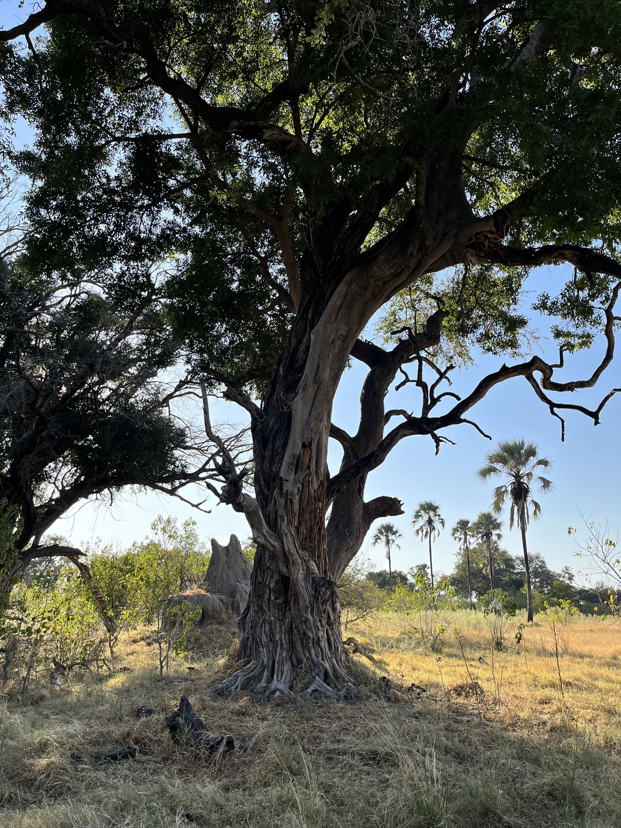 A large, weathered strangler fig tree trunk twists into the air with palm trees visible in the sunlit background of the Okavango Delta.
