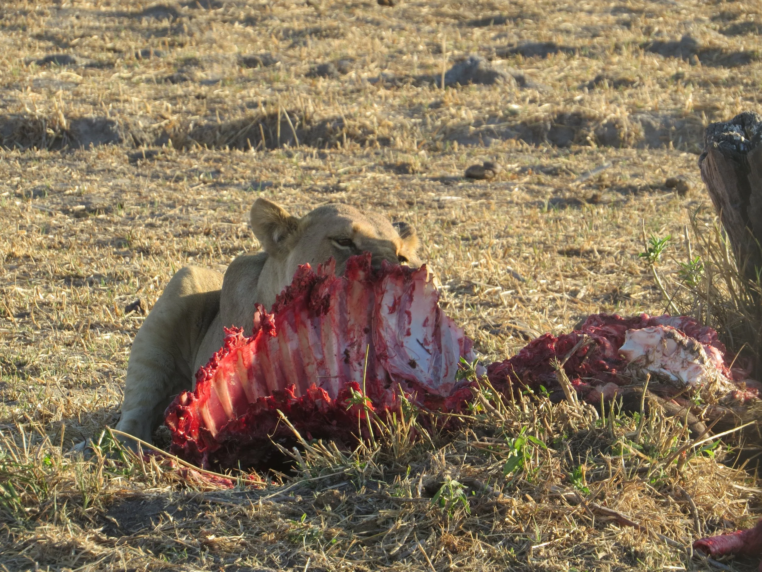 A close-up view of a lioness feeding on a bloody animal carcass lying in a dry, open field in the Okavango Delta.