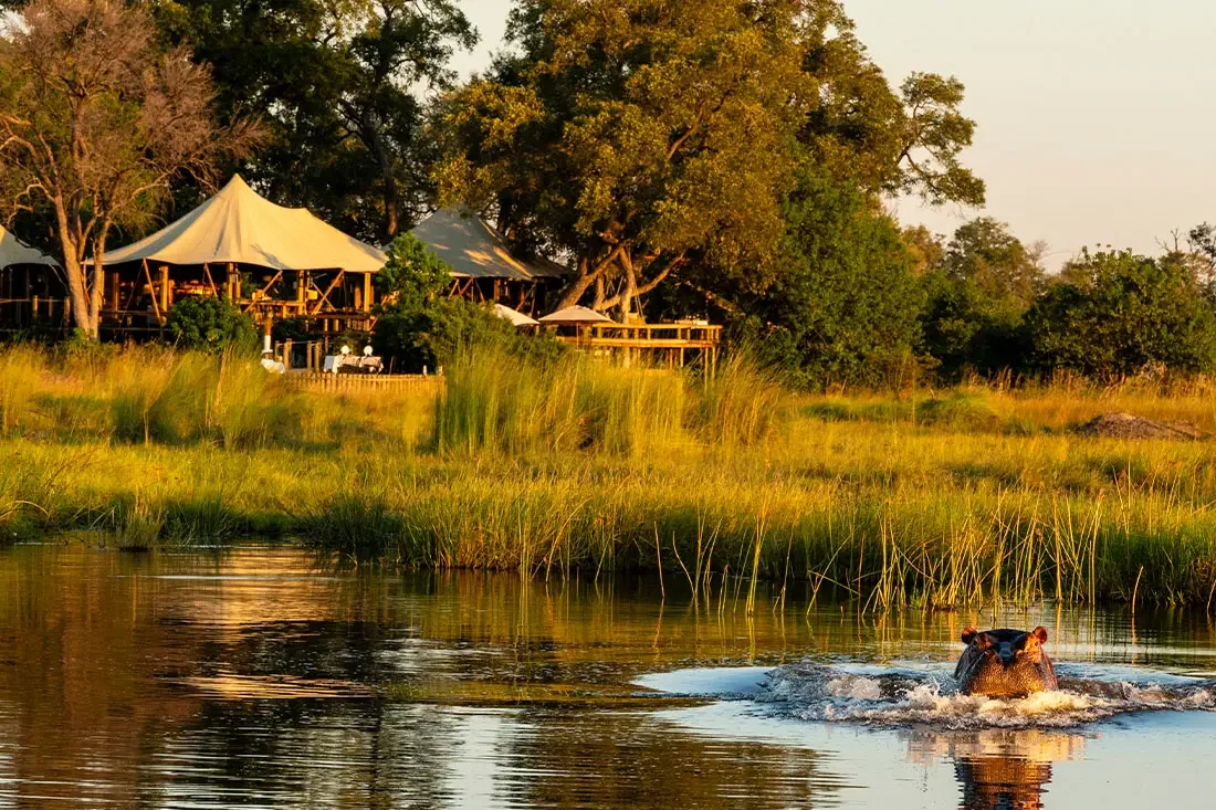 A view across a calm river channel toward a tented safari camp, with a hippopotamus submerging in the water in the foreground.