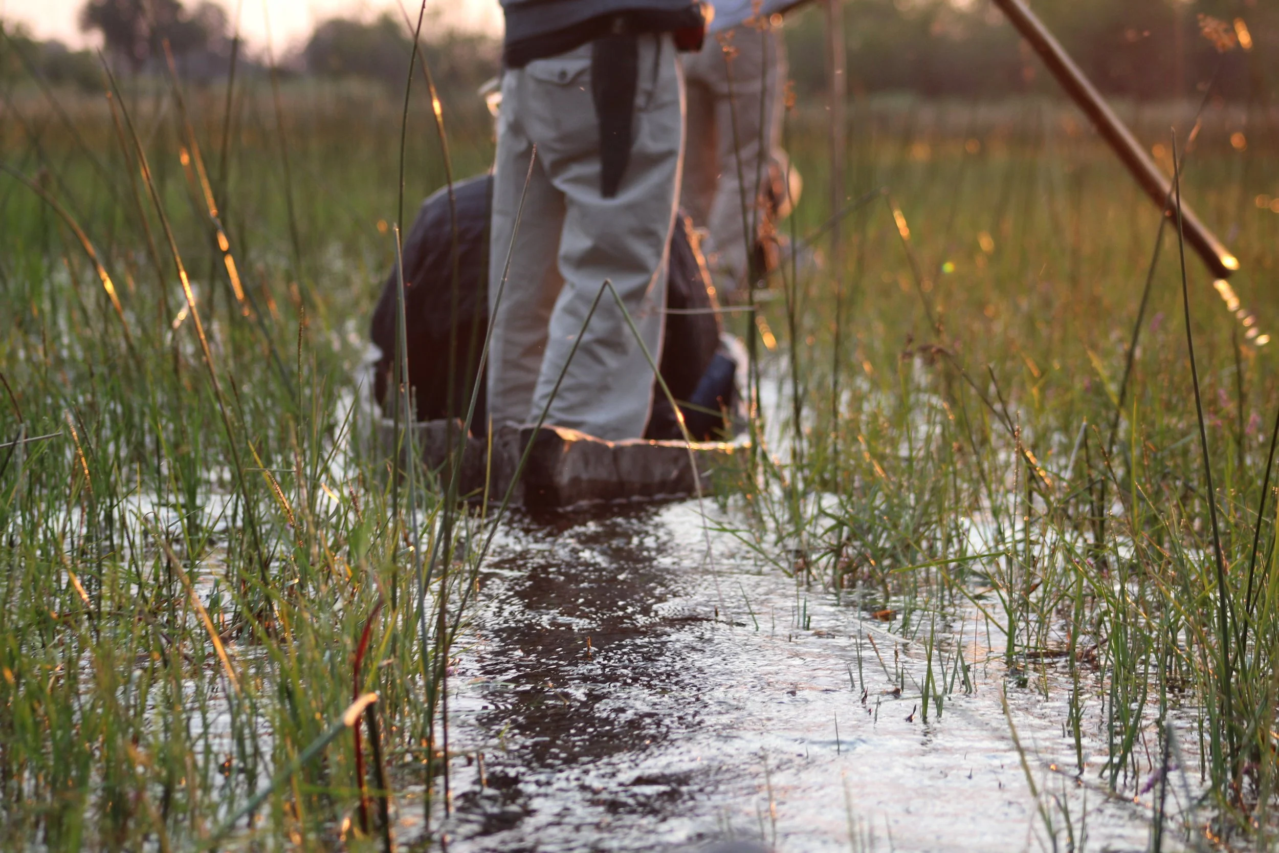 A safari guide stands in a traditional wooden mokoro canoe navigating a narrow green channel in the Okavango Delta.