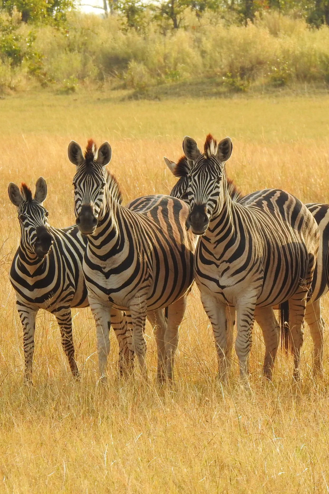 A dazzle of zebras standing in a grassy plain in the Okavango Delta, with trees and shrubs in the background.