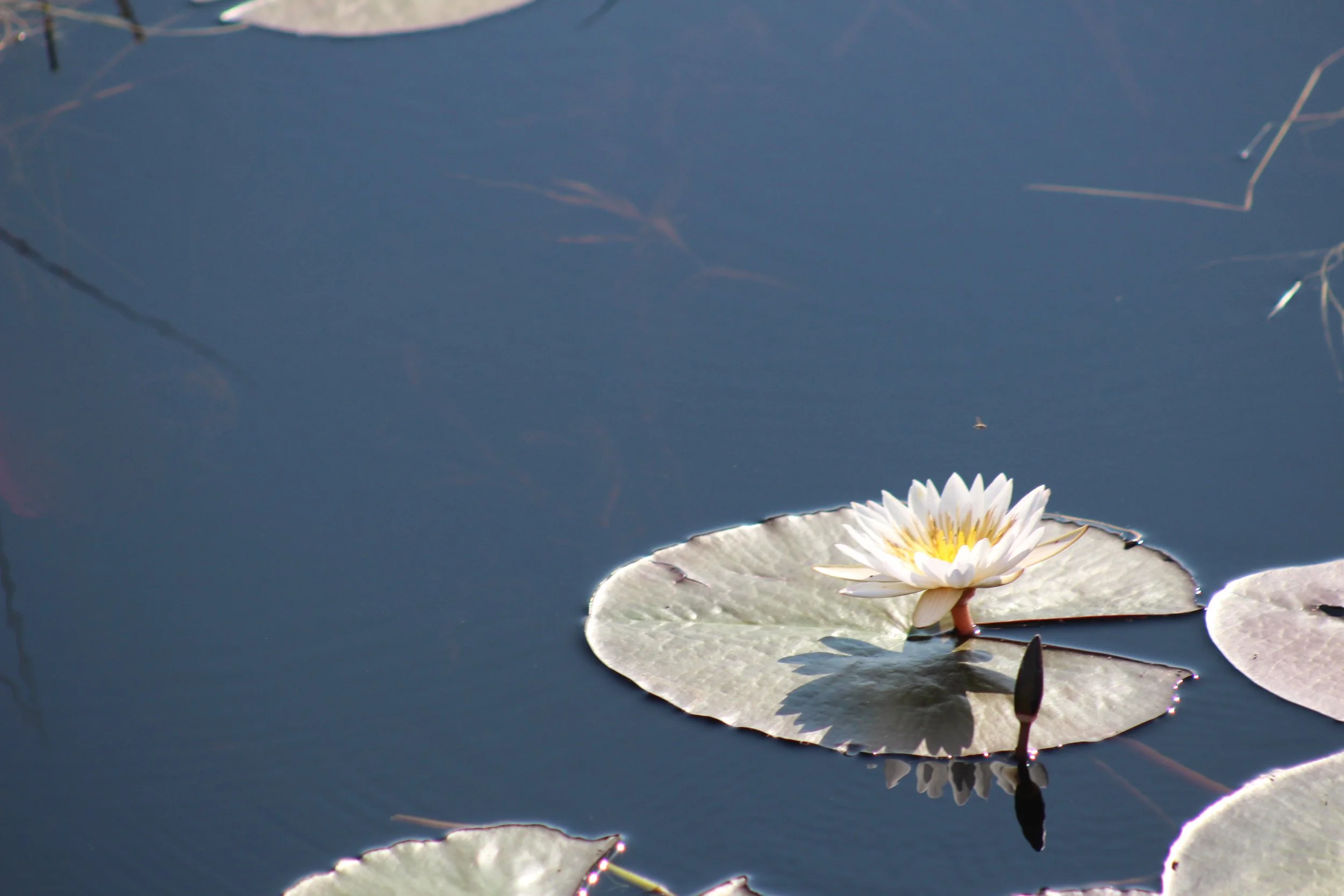 A white water lily blooms on a large green pad in deep blue water in the Okavango Delta.