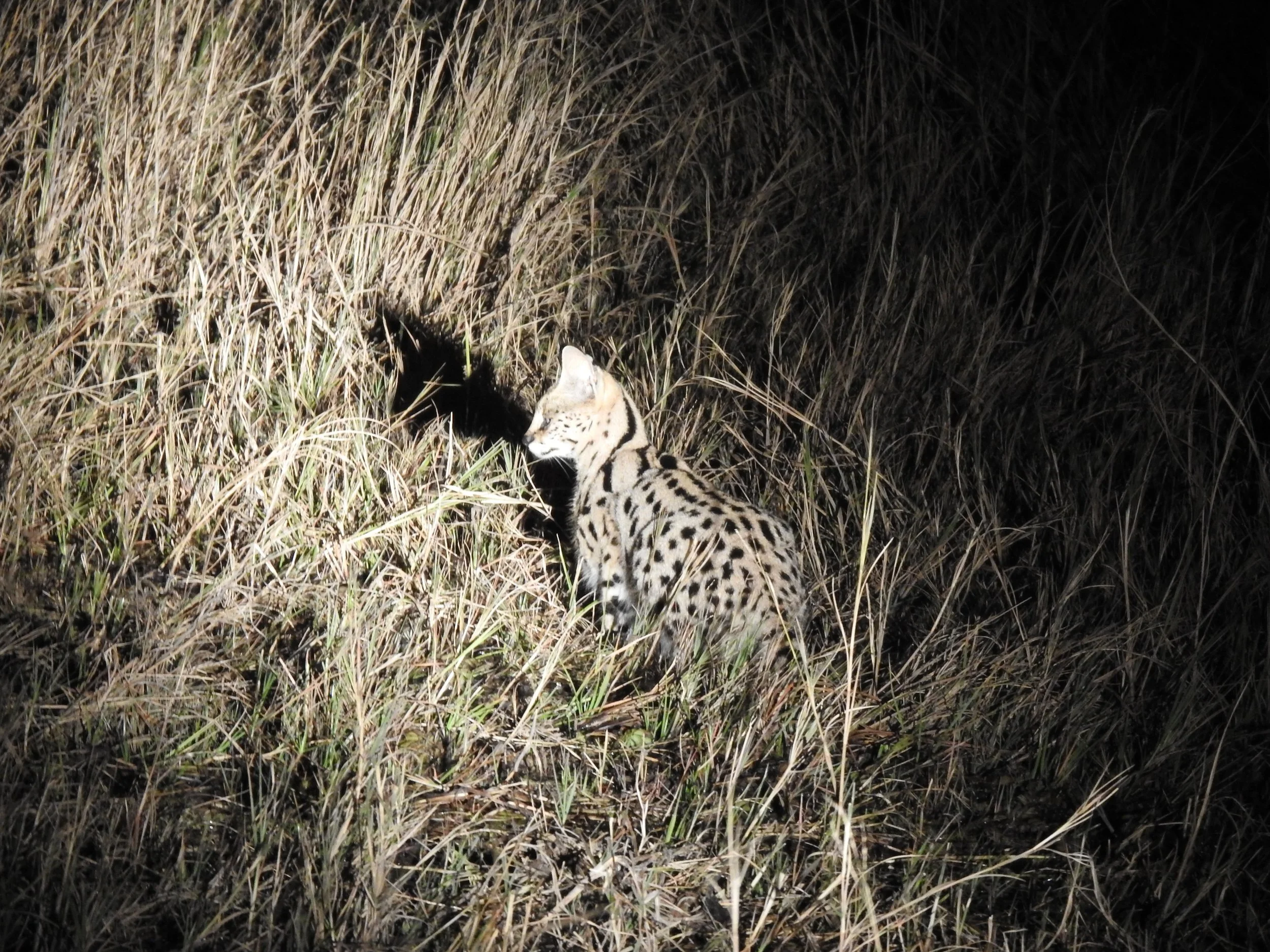 Illuminated by a spotlight on a night drive in the Okavango Delta, a serval cat peers out from the thick shadows of tall, dry grass.