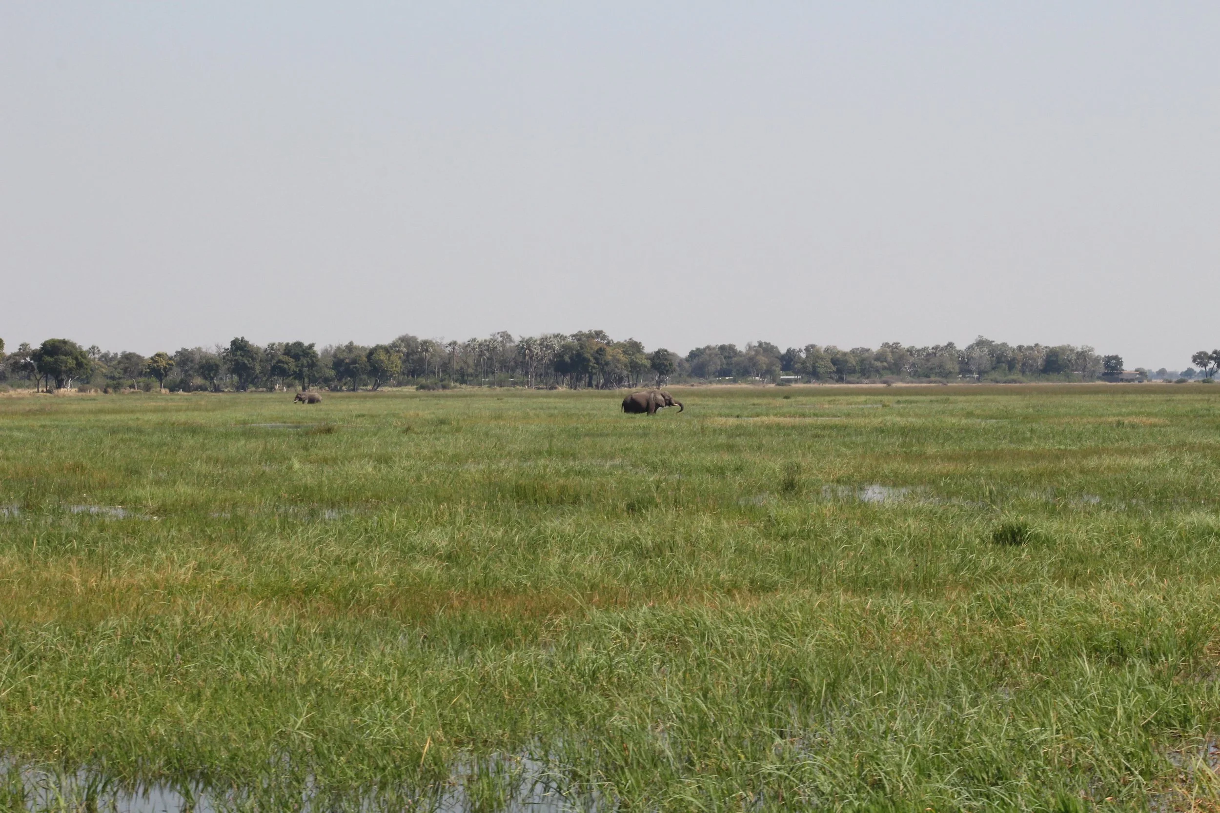A wide, flat green savanna plain stretches toward a clear horizon with some elephants dotted around the landscape, under a bright sky in the Okavango Delta.