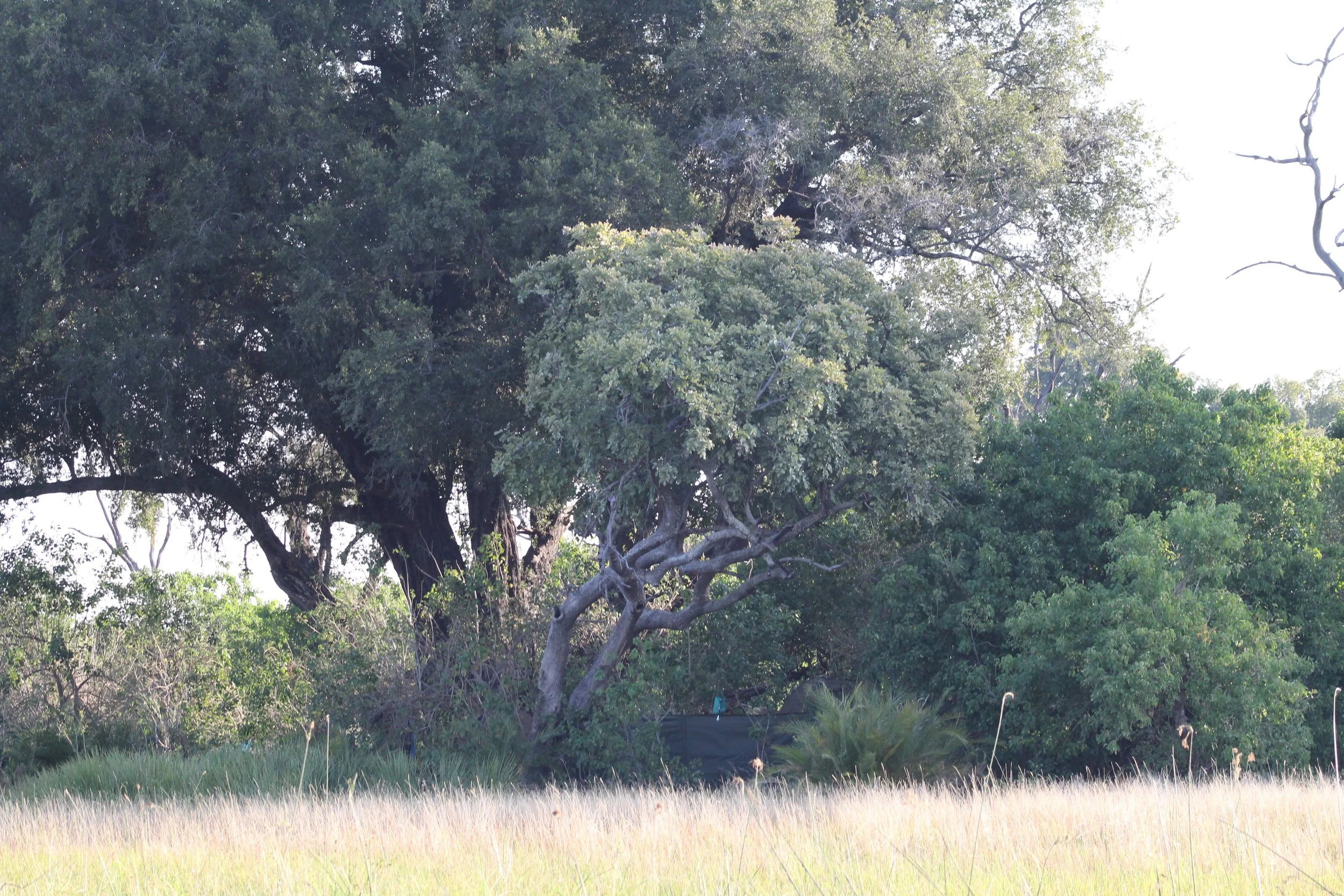 A mobile camp bucket shower sits just in the tree-line of an island of thick green trees under a bright sky in the Okavango Delta.