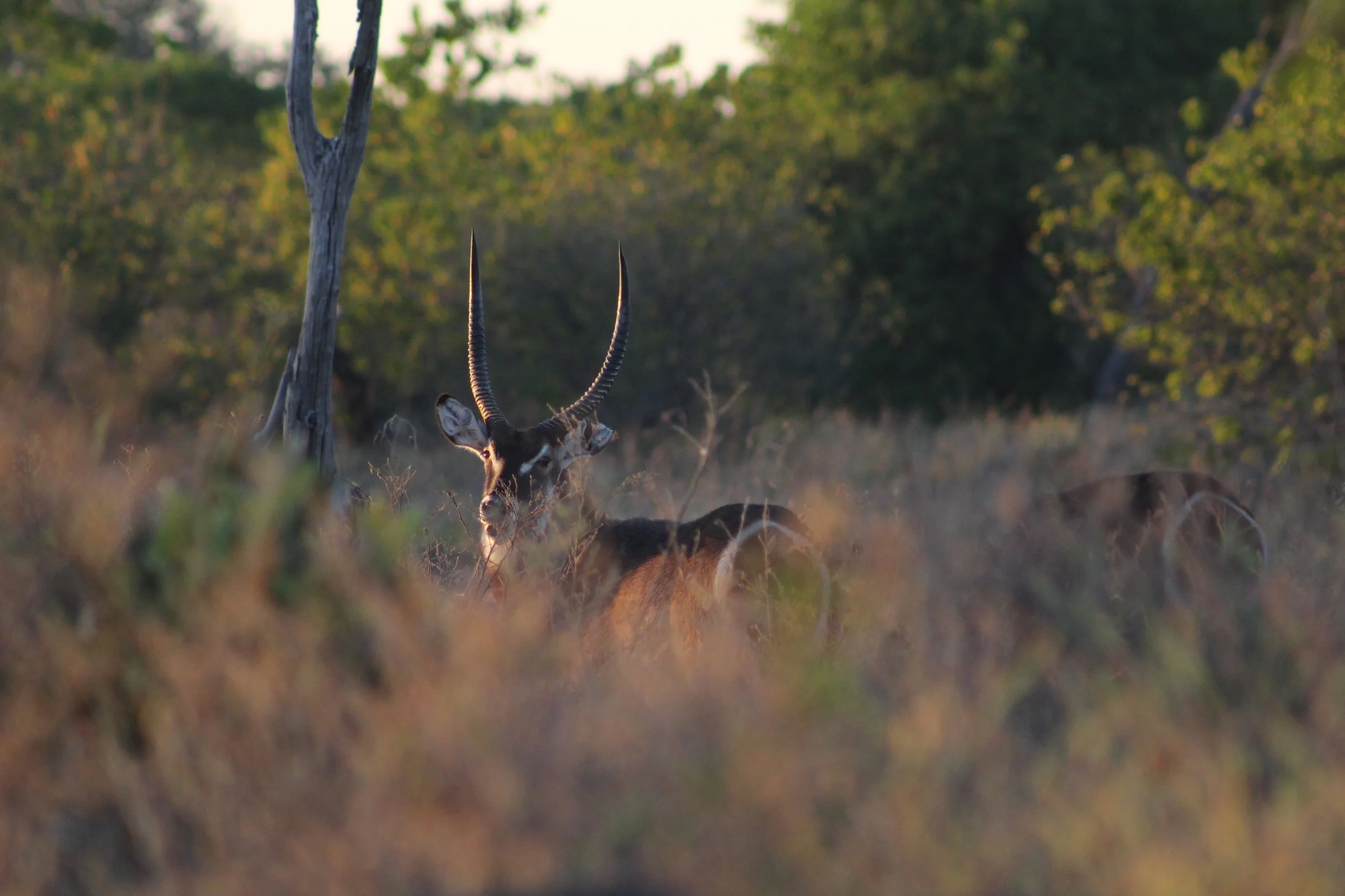 A male waterbuck antelope with long horns peers through dense grass in the Okavango Delta.